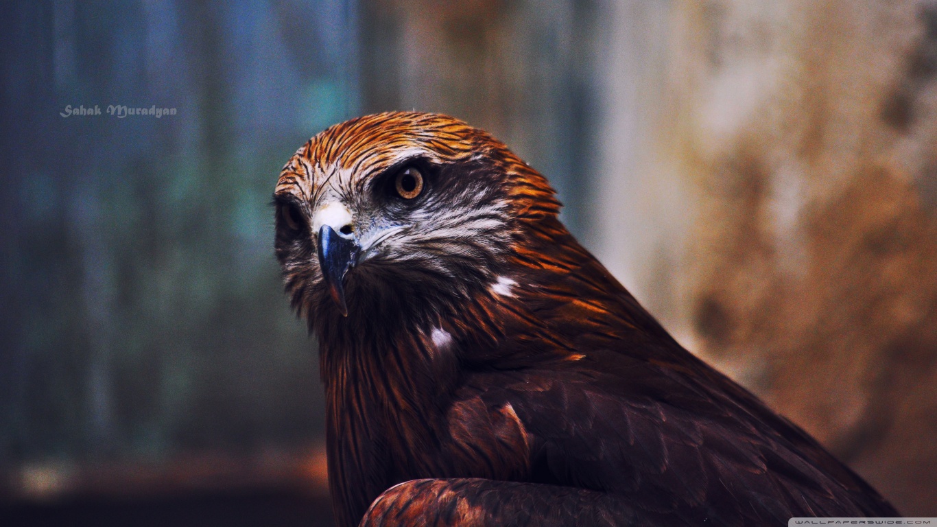 Laden Sie das Tiere, Vogel, Adler-Bild kostenlos auf Ihren PC-Desktop herunter