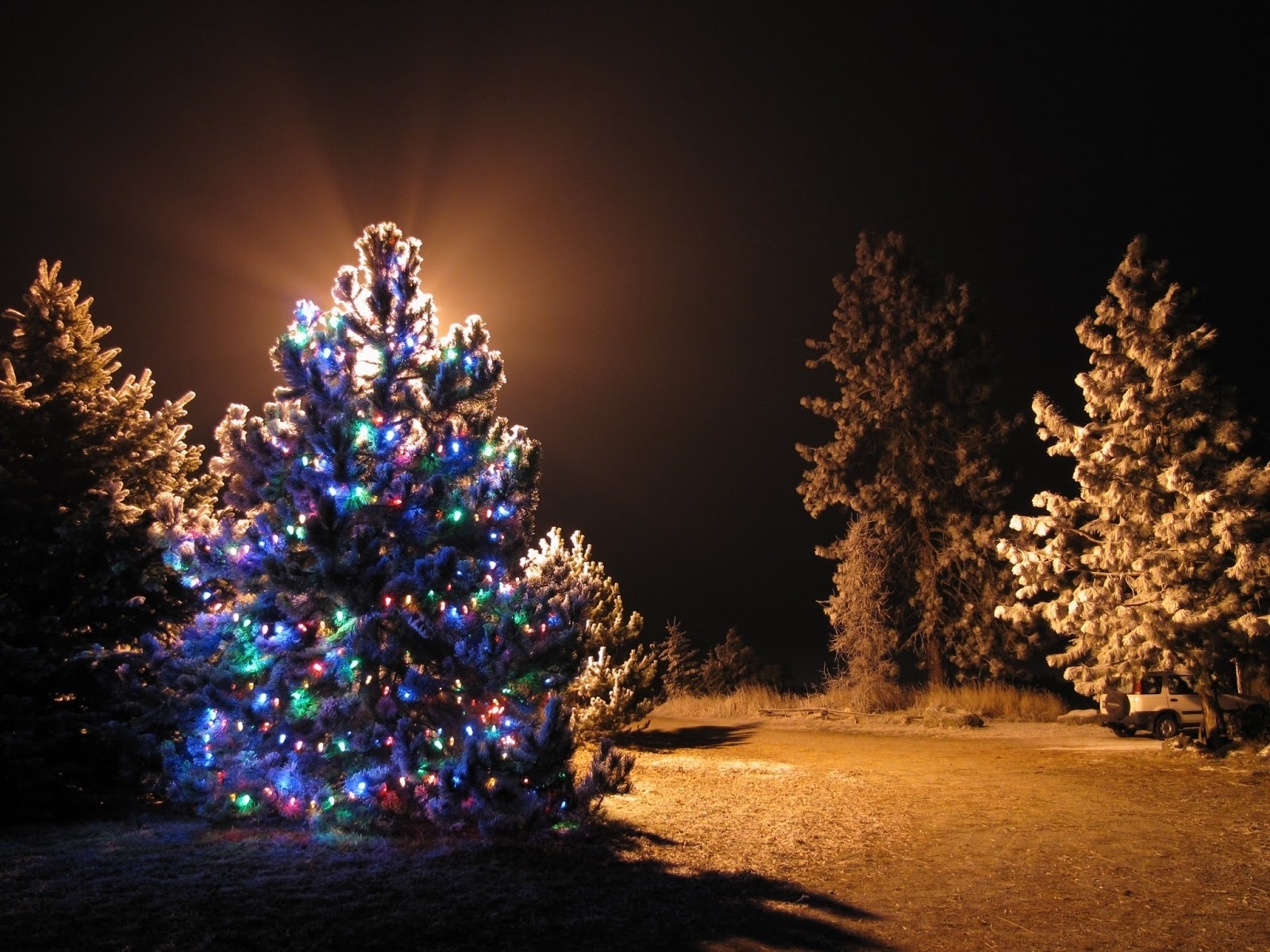 1504985 Hintergrundbild herunterladen feiertage, weihnachten, weihnachtsbaum, lichter, schnee, winter - Bildschirmschoner und Bilder kostenlos