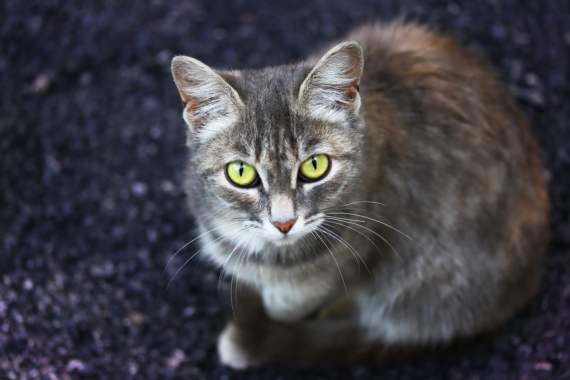 Baixe gratuitamente a imagem Animais, Gatos, Gato, Olhar Fixamente na área de trabalho do seu PC