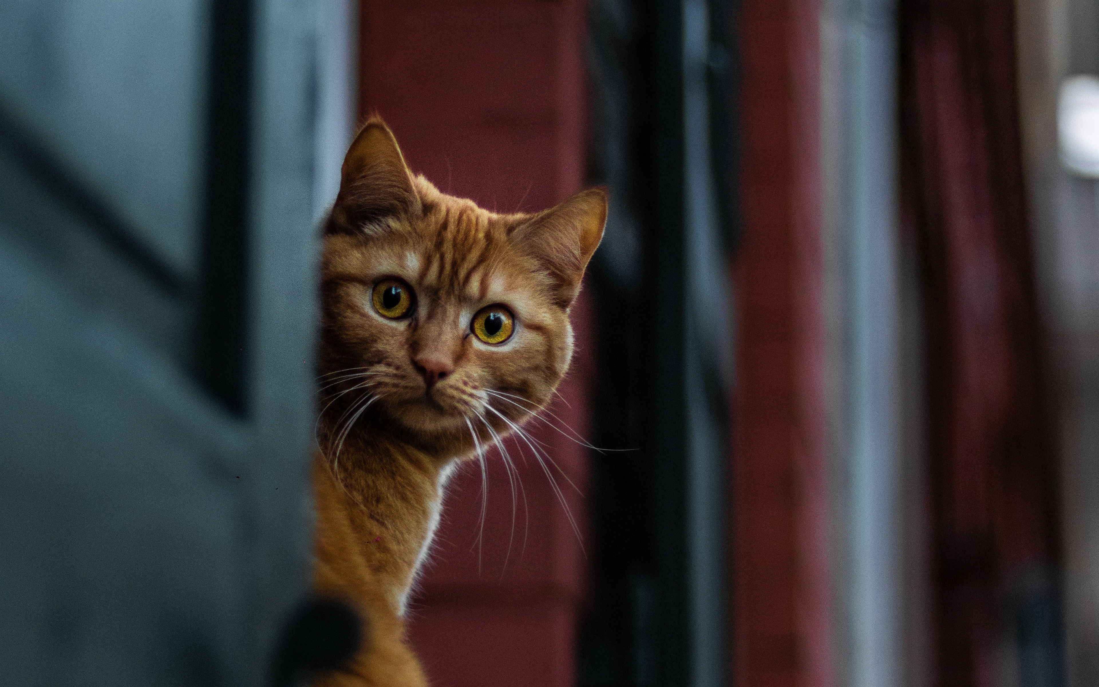 Handy-Wallpaper Tiere, Katzen, Katze kostenlos herunterladen.