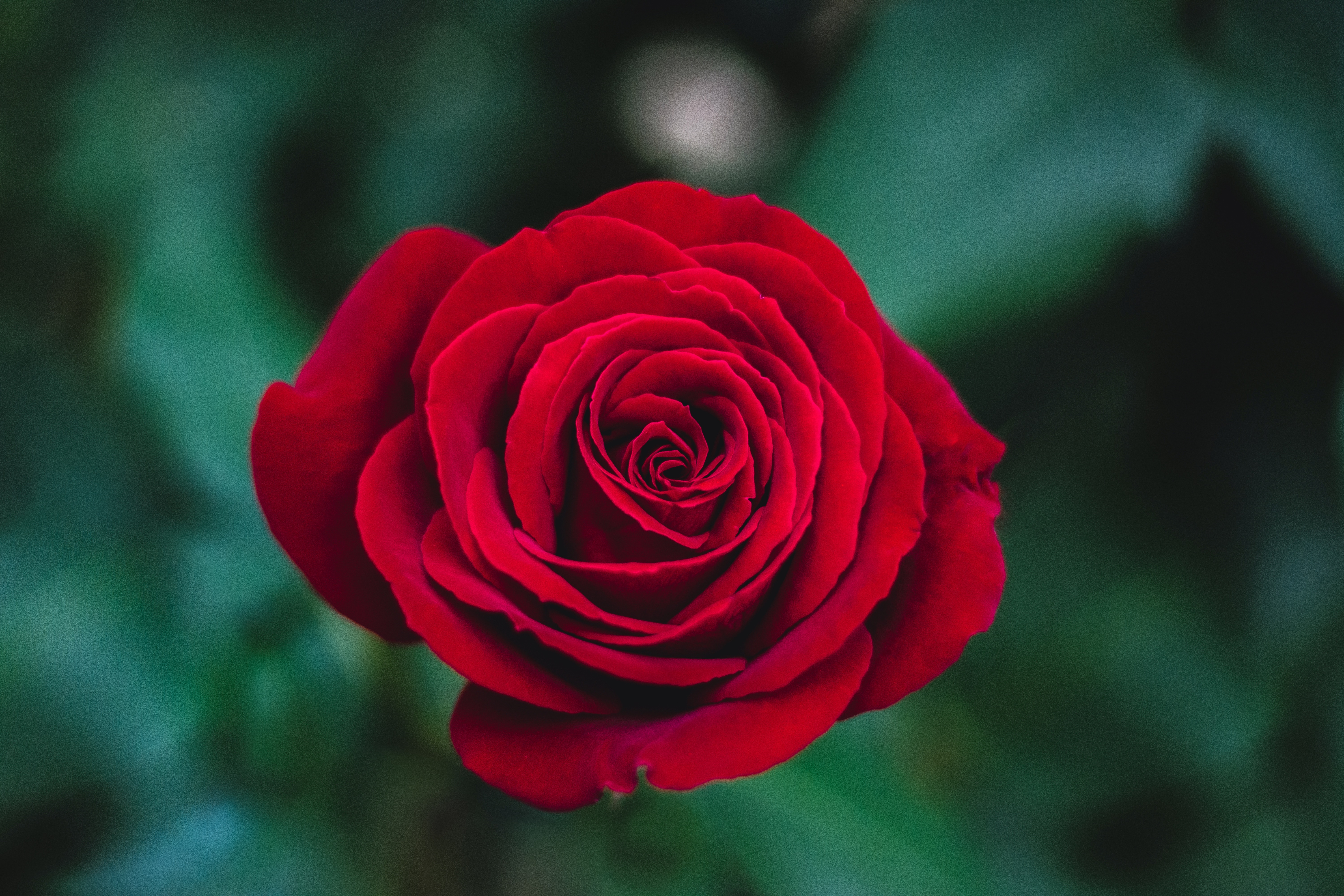 148847 завантажити шпалери роза, квіти, червоний, троянда, бутон, брунька - заставки і картинки безкоштовно