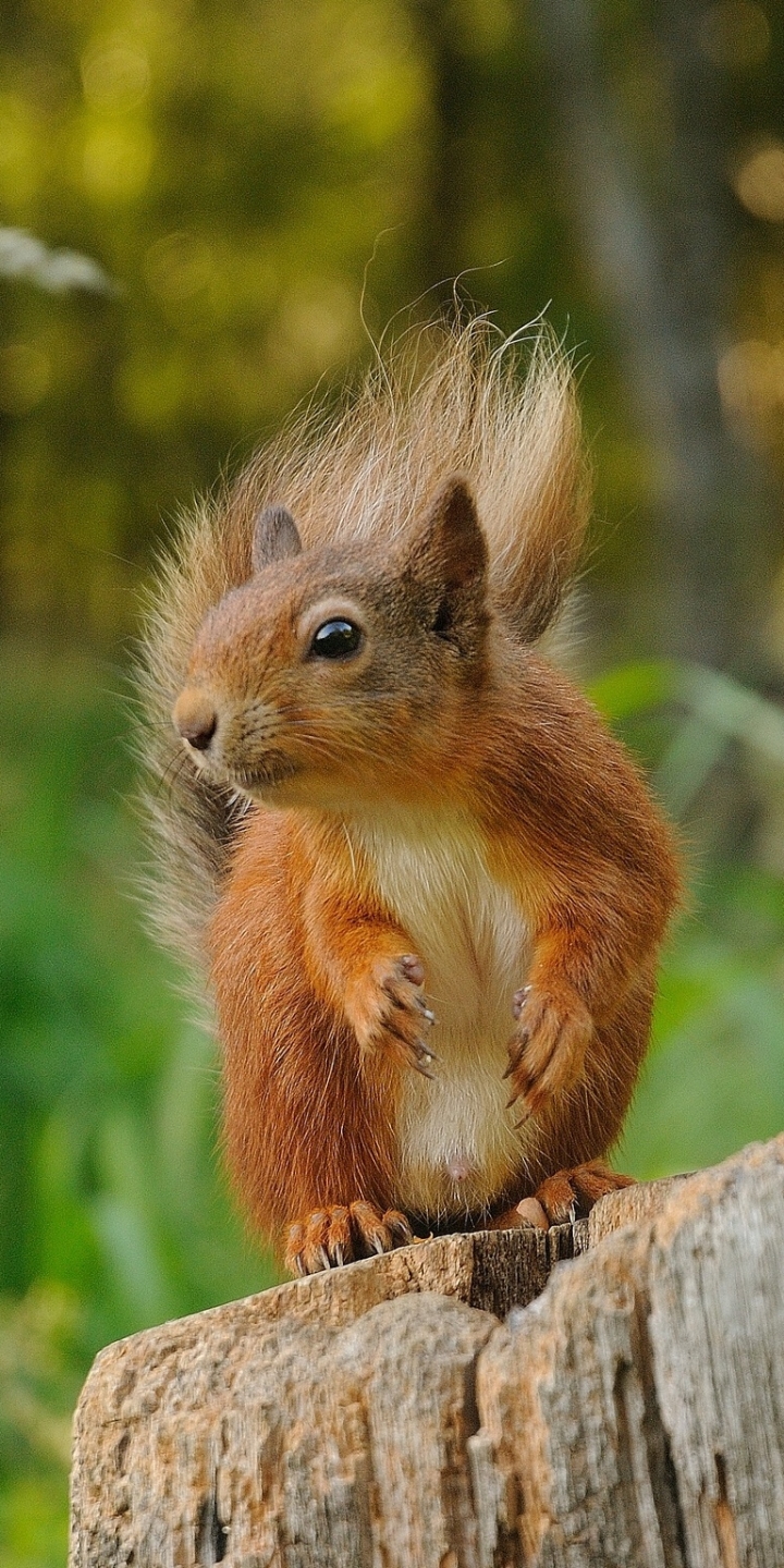 Download mobile wallpaper Squirrel, Animal for free.