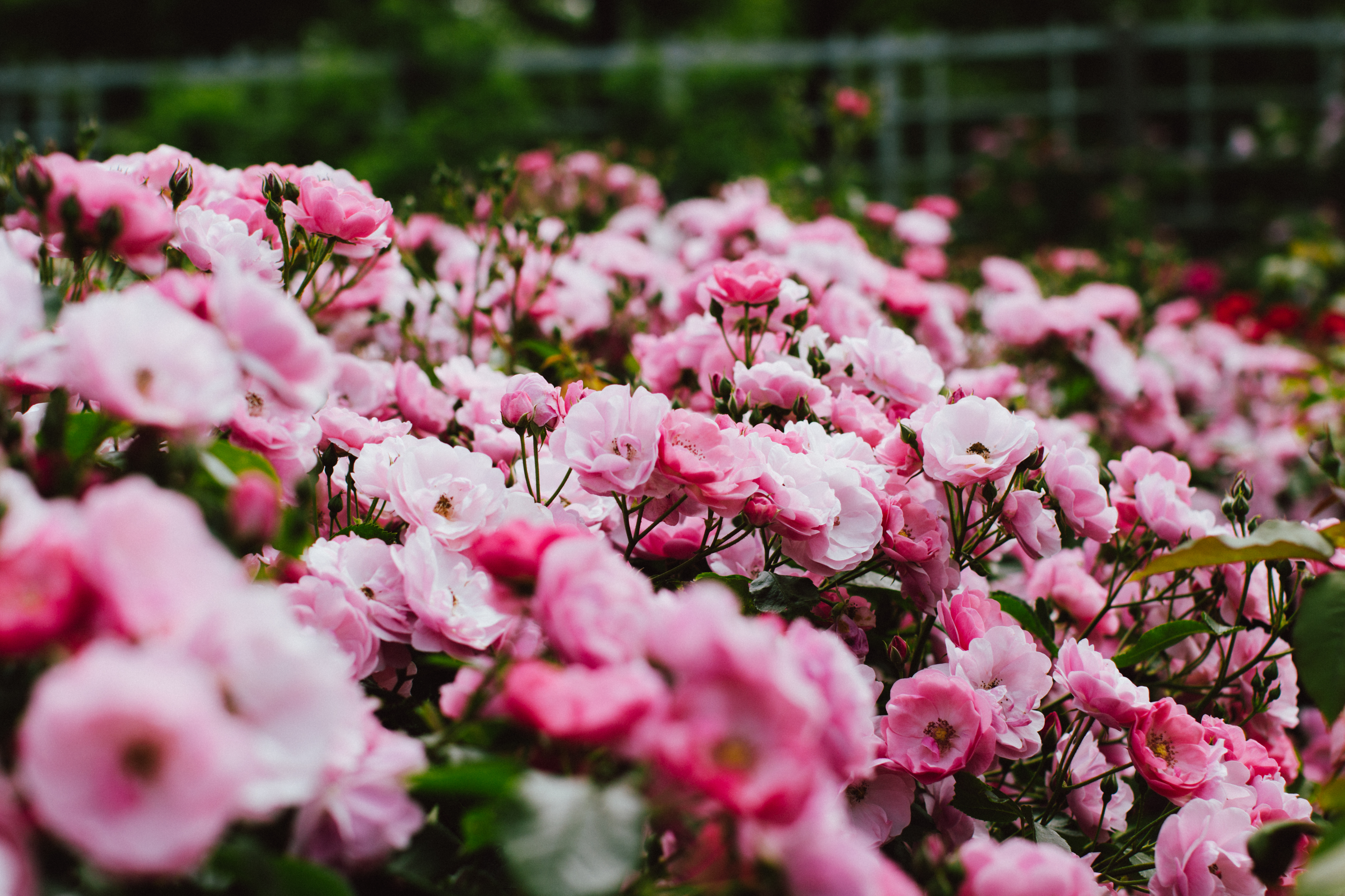 Handy-Wallpaper Natur, Blumen, Blume, Rose, Erde/natur, Pinke Blume, Pinke Rose, Rosenstrauch kostenlos herunterladen.
