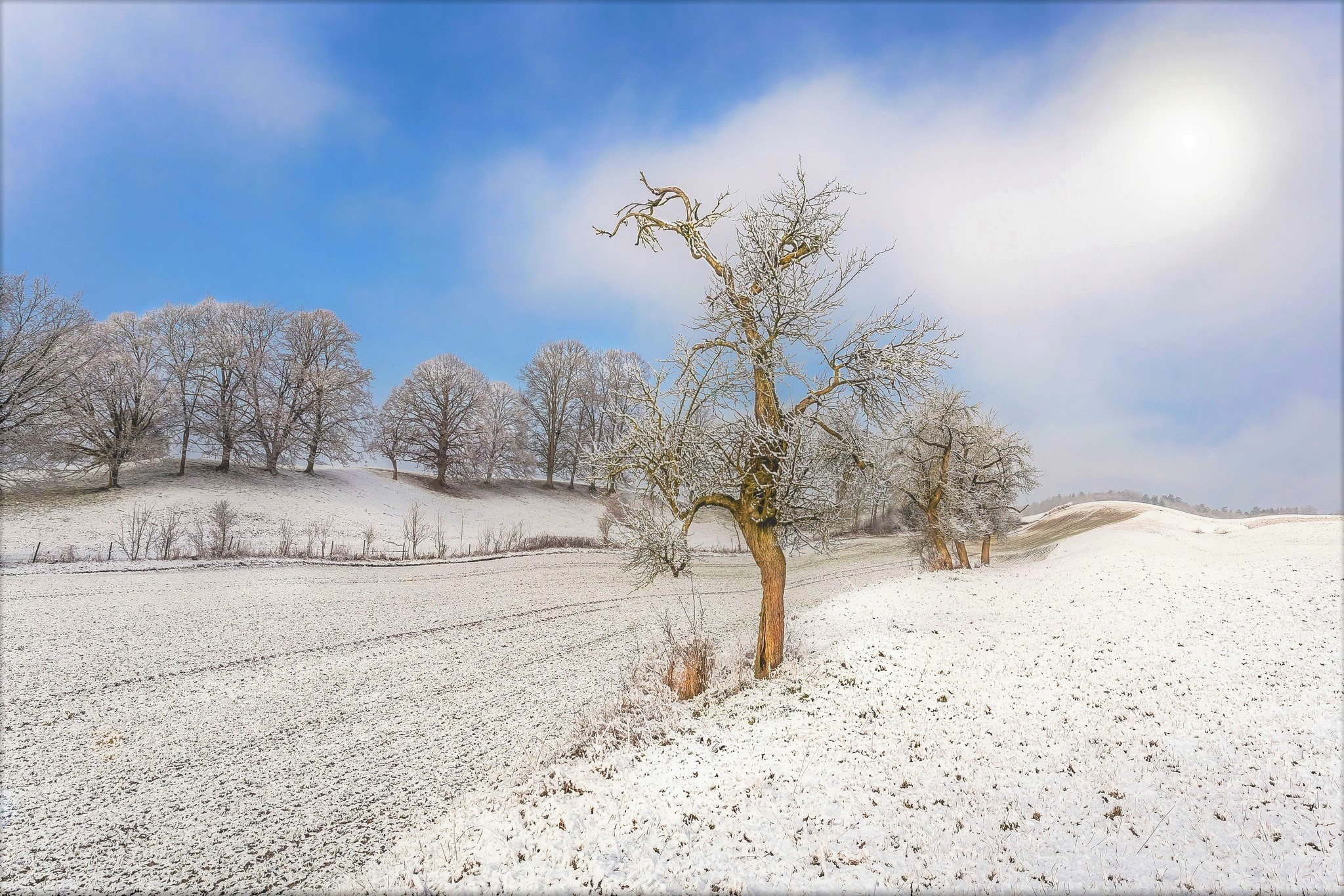 Download mobile wallpaper Winter, Snow, Tree, Earth for free.