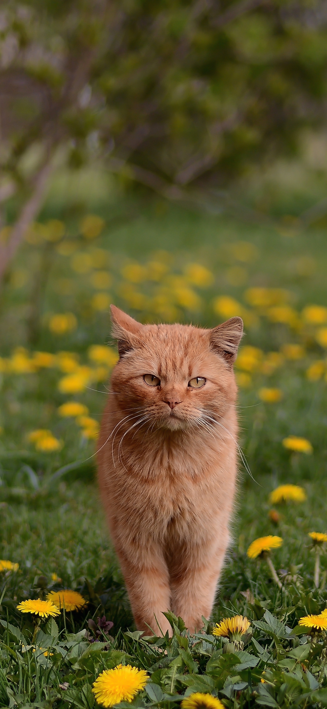 Descarga gratuita de fondo de pantalla para móvil de Animales, Gatos, Gato, Diente De León, Profundidad De Campo.