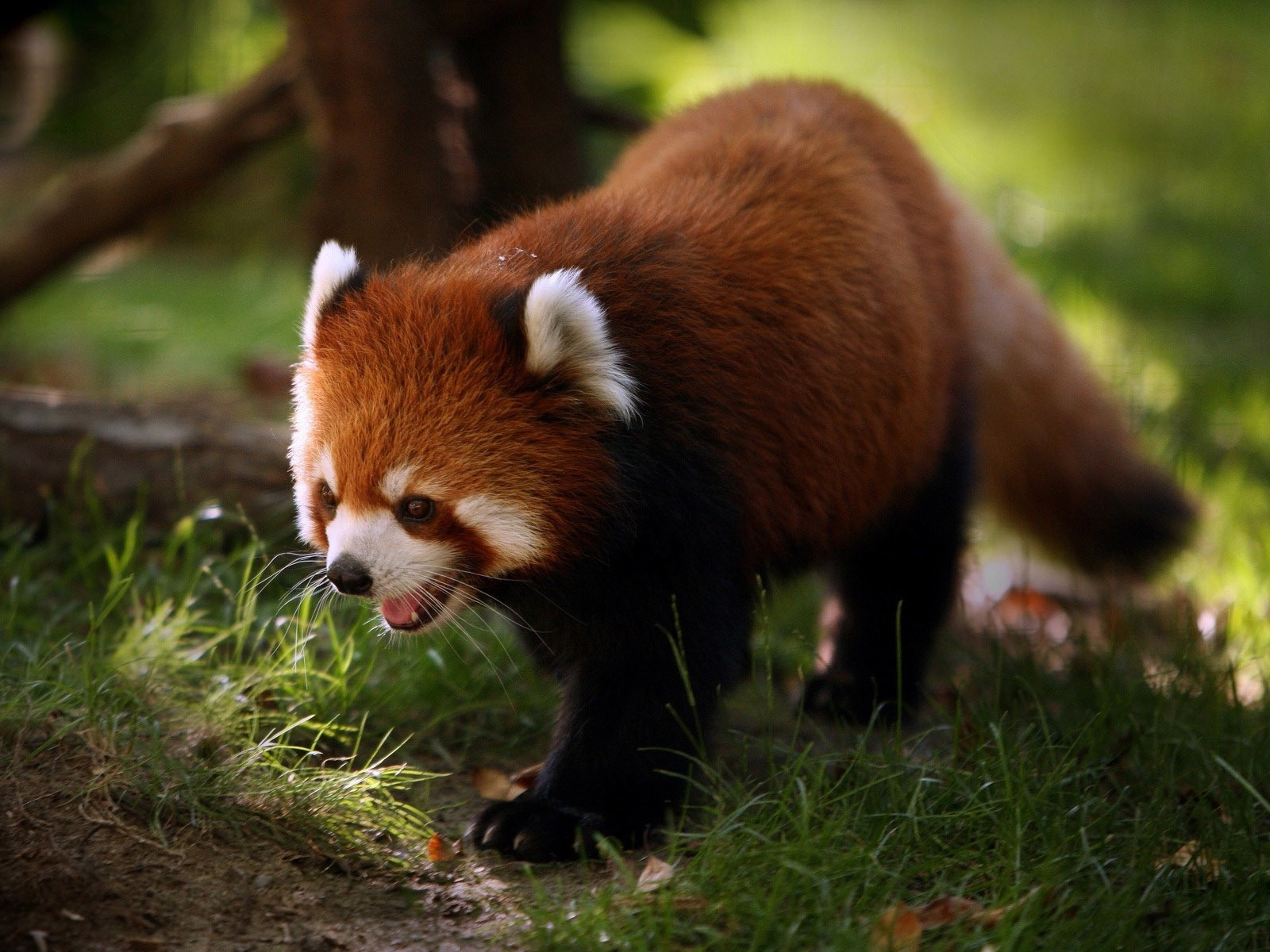 Descarga gratuita de fondo de pantalla para móvil de Animales, Panda, Panda Rojo.