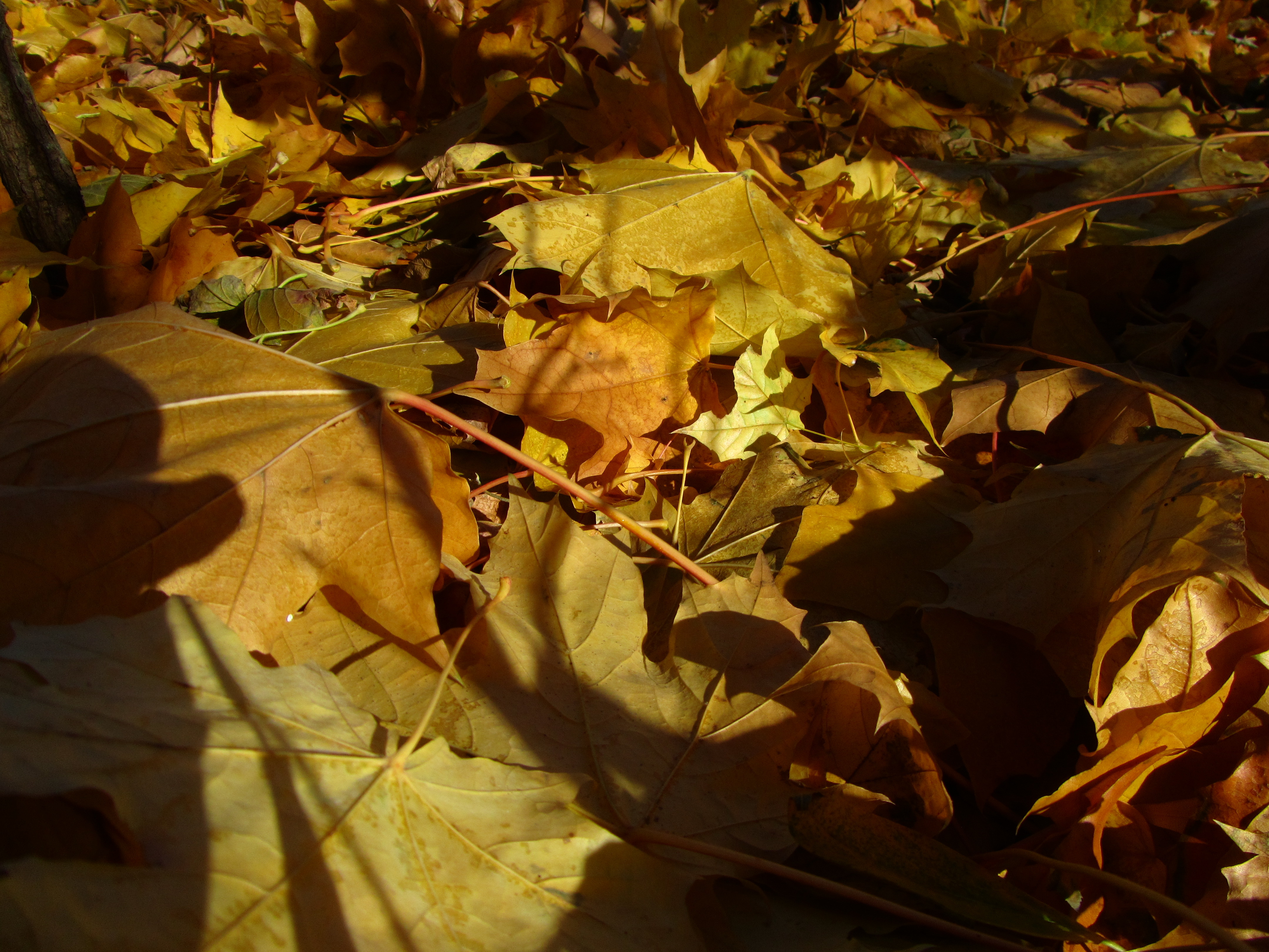 Handy-Wallpaper Blatt, Erde/natur kostenlos herunterladen.