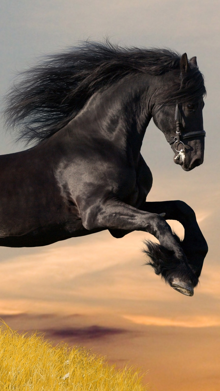 1269287 Hintergrundbild herunterladen tiere, friesisches pferd - Bildschirmschoner und Bilder kostenlos