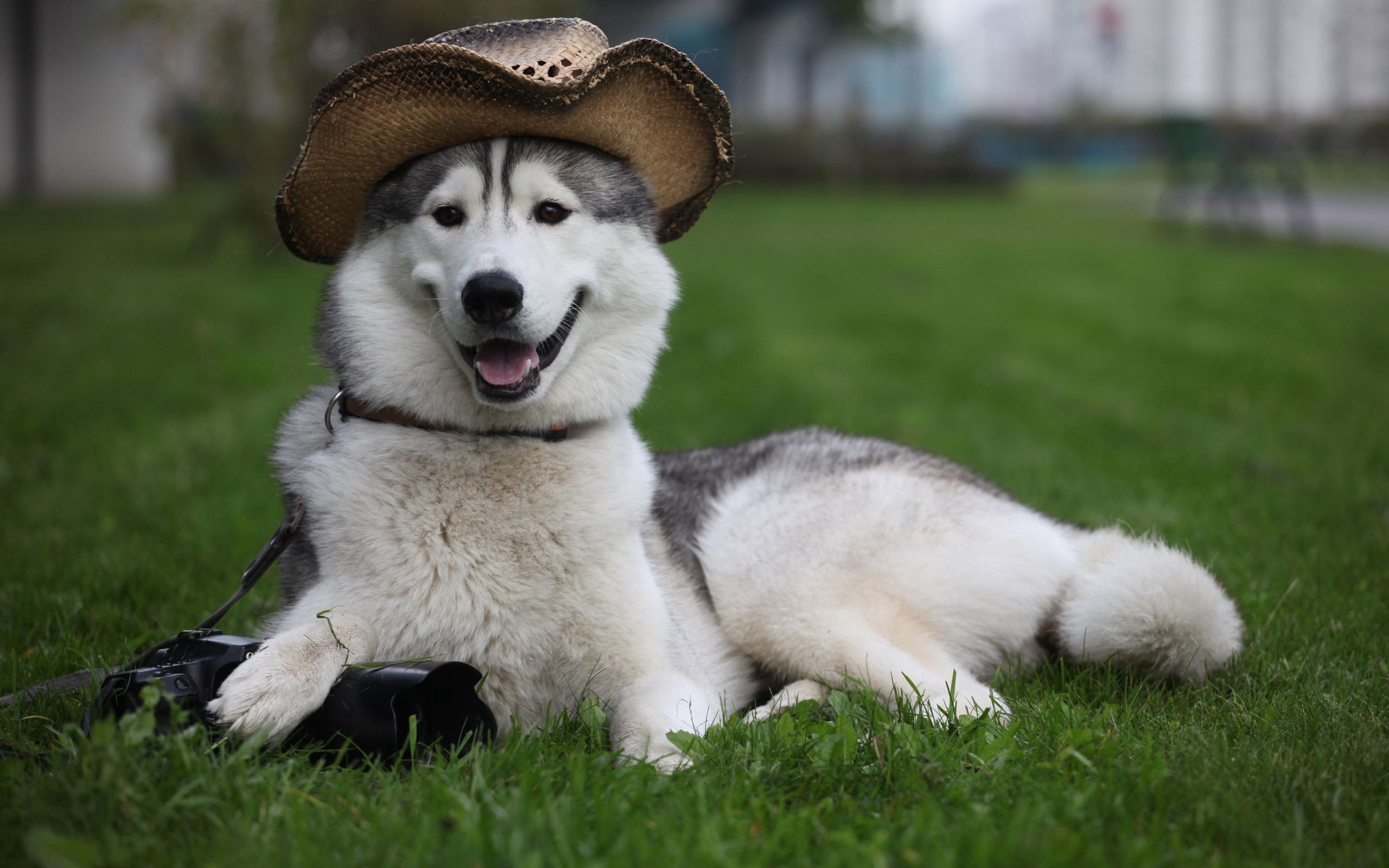 Laden Sie das Liegen, Hut, Tiere, Flauschige, Sich Hinlegen, Hund-Bild kostenlos auf Ihren PC-Desktop herunter