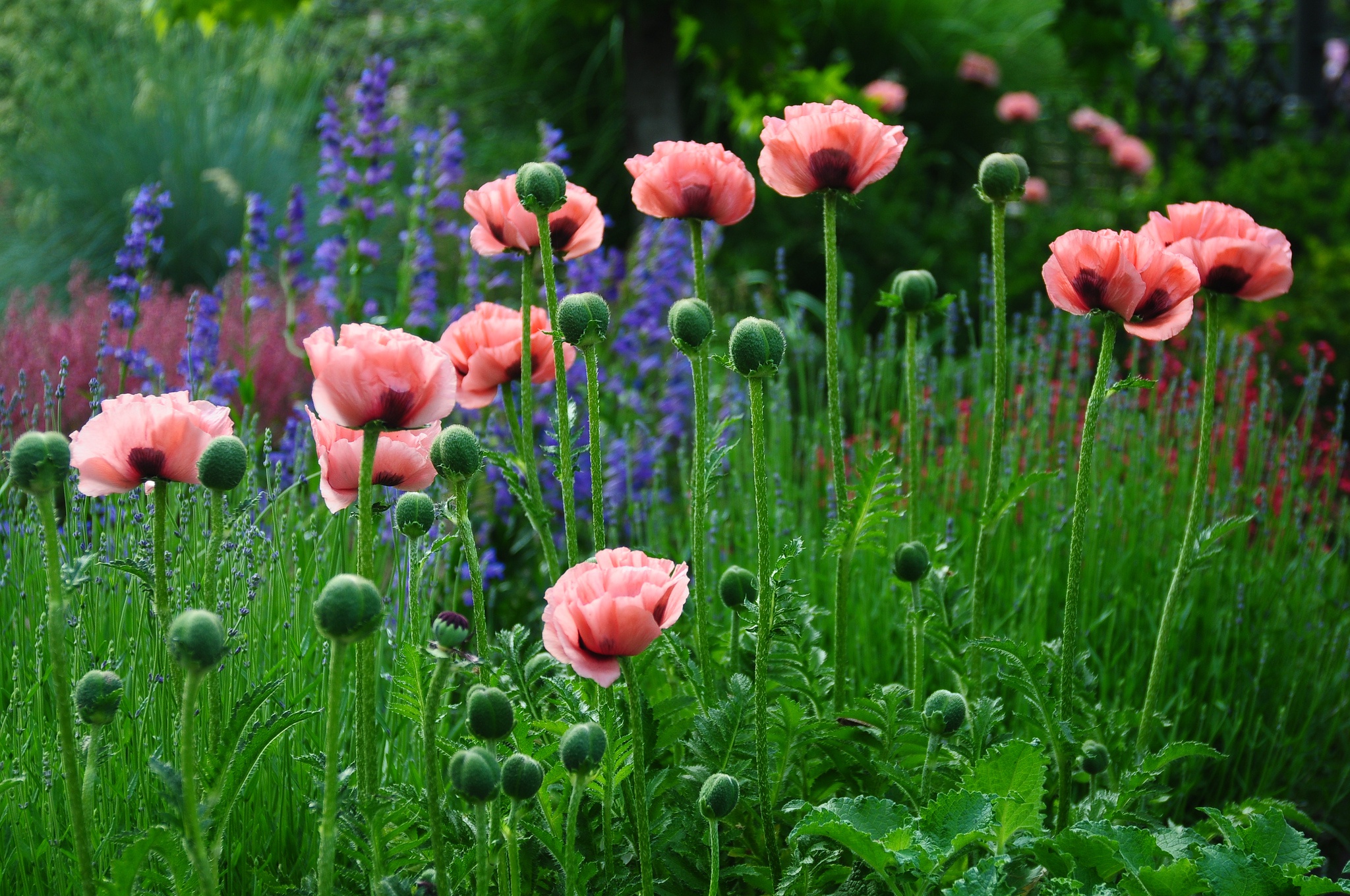 Laden Sie das Natur, Blumen, Mohn, Blume, Erde/natur, Pinke Blume-Bild kostenlos auf Ihren PC-Desktop herunter