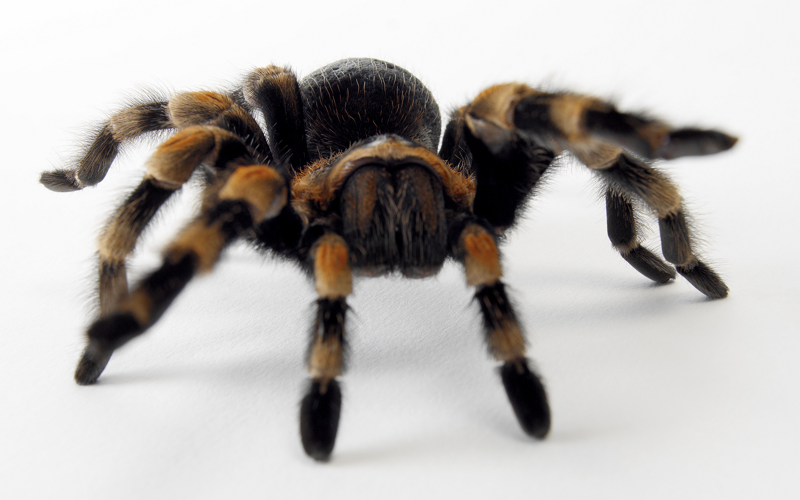 412020 завантажити картинку тварина, тарантул, павук, павуки - шпалери і заставки безкоштовно