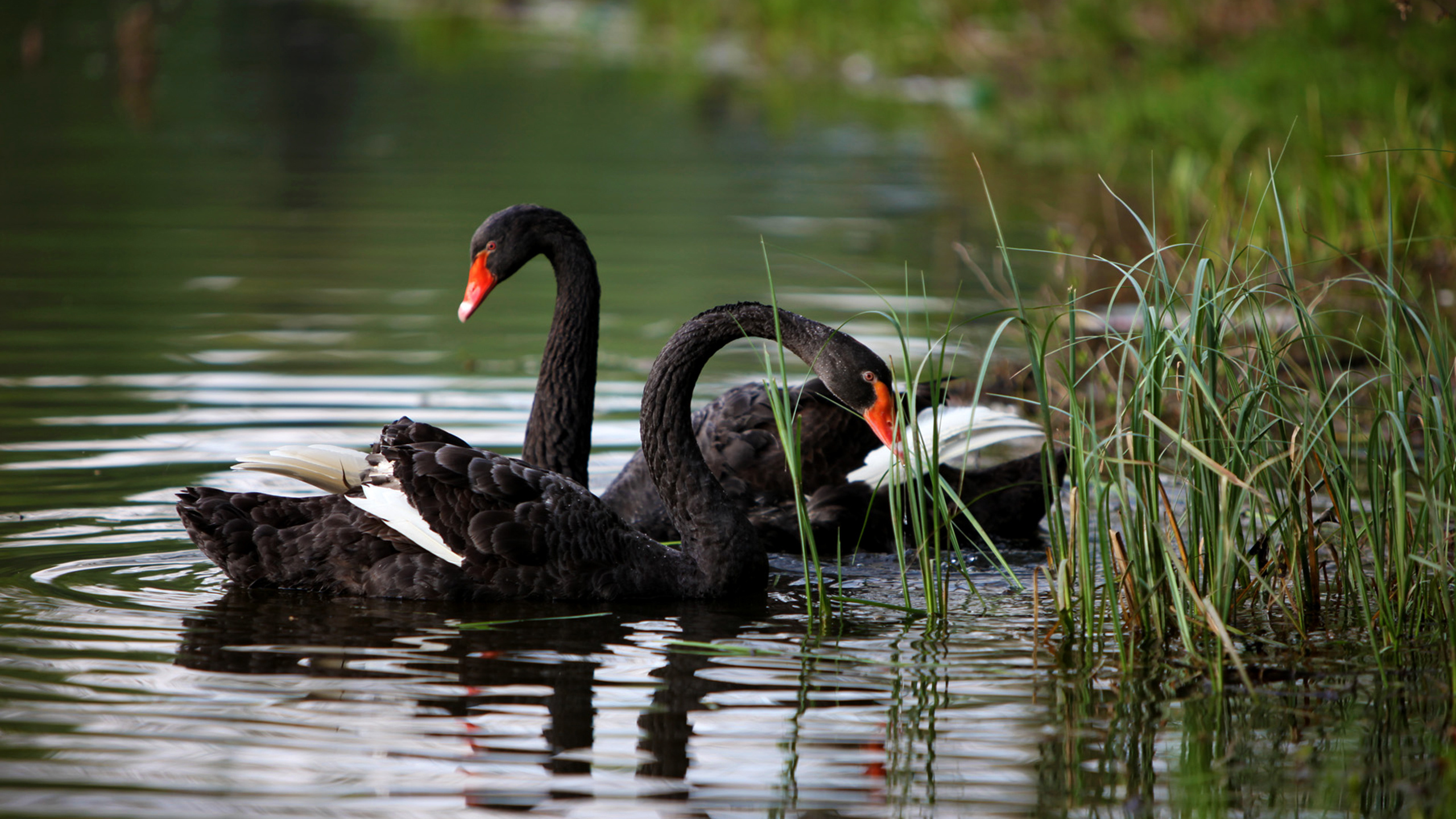 275394 descargar imagen animales, cisne negro, aves: fondos de pantalla y protectores de pantalla gratis