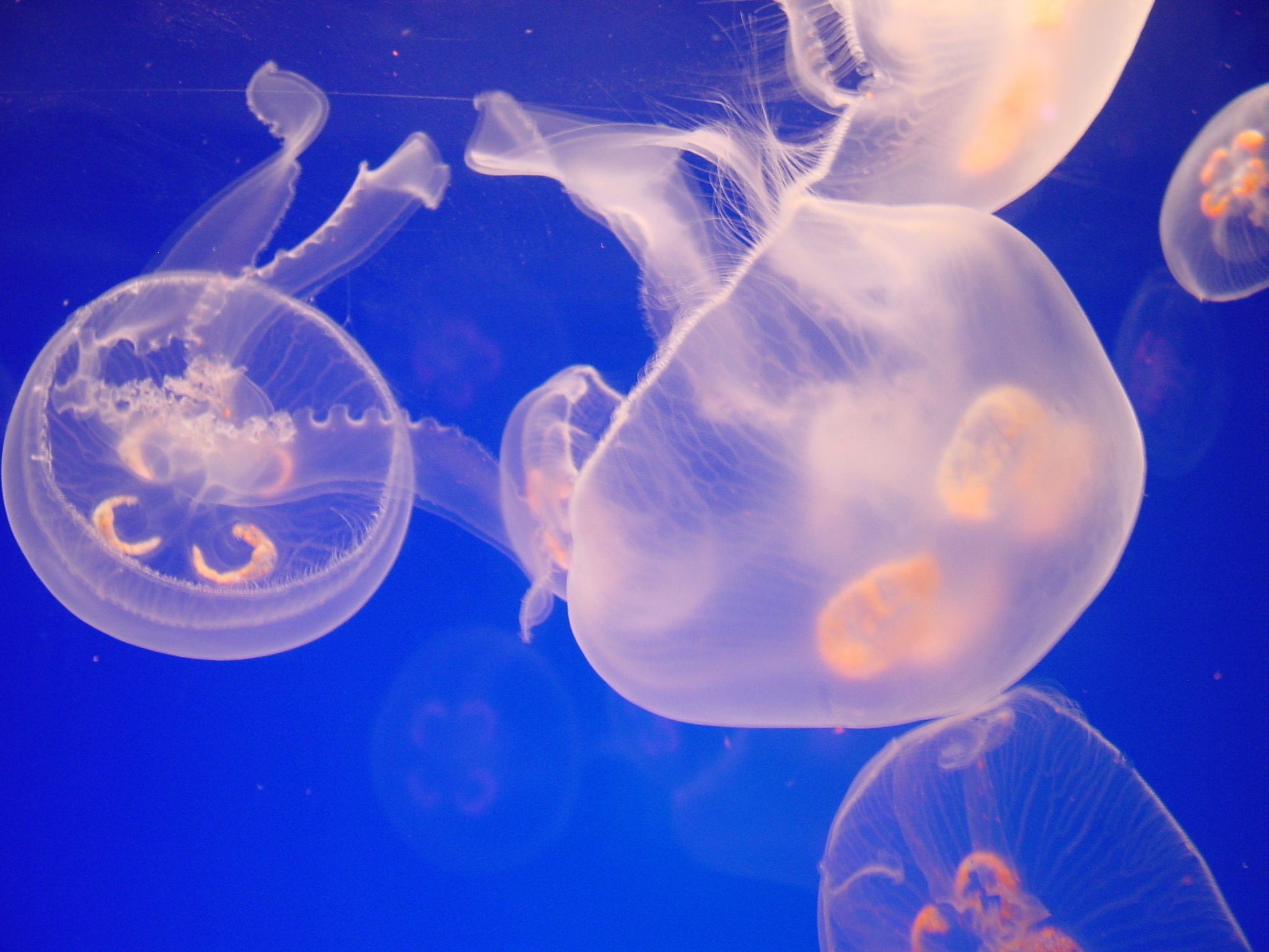 521224 descargar imagen peces, animales, medusa, océano: fondos de pantalla y protectores de pantalla gratis