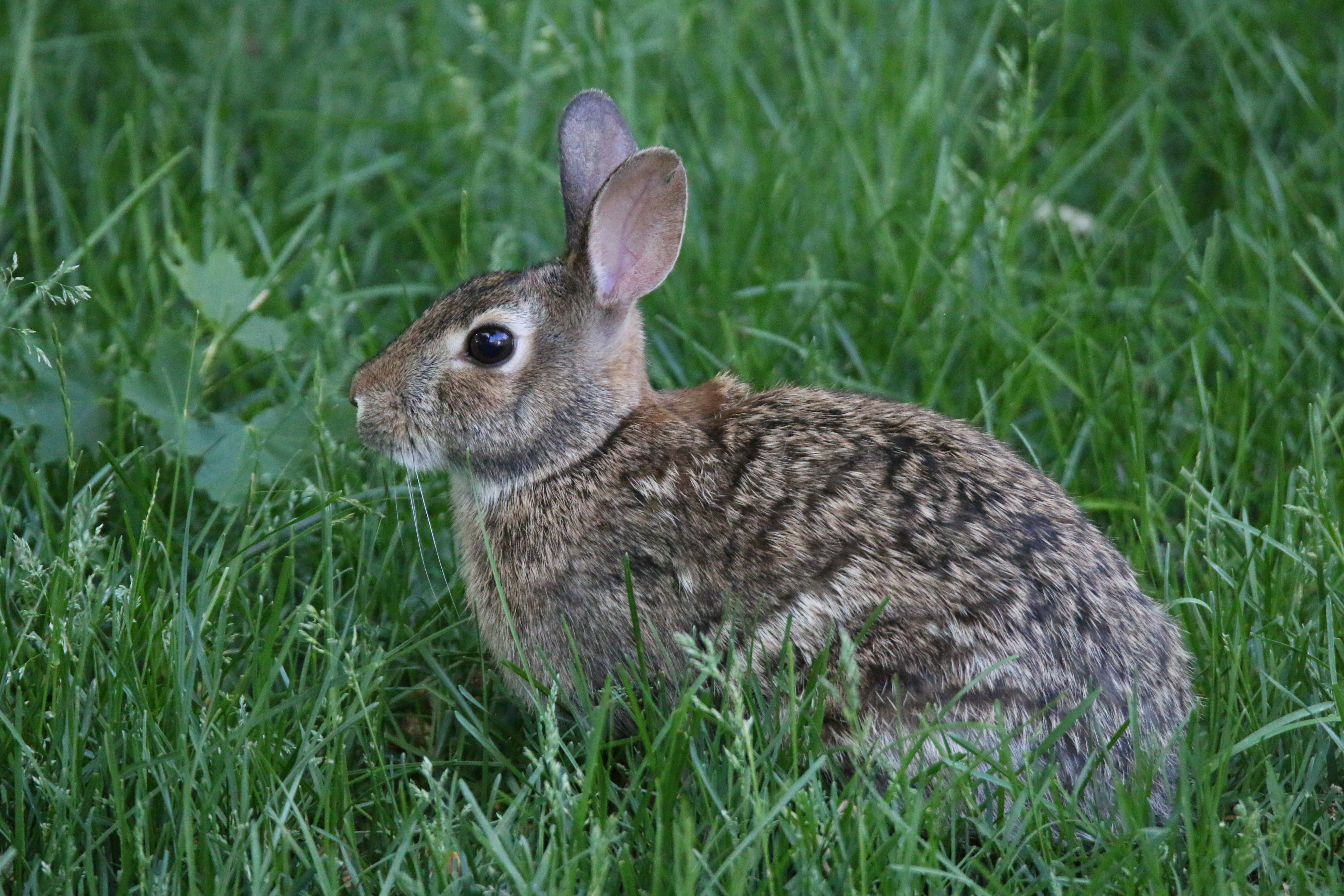 Download mobile wallpaper Rabbit, Grass, Animals, Animal for free.