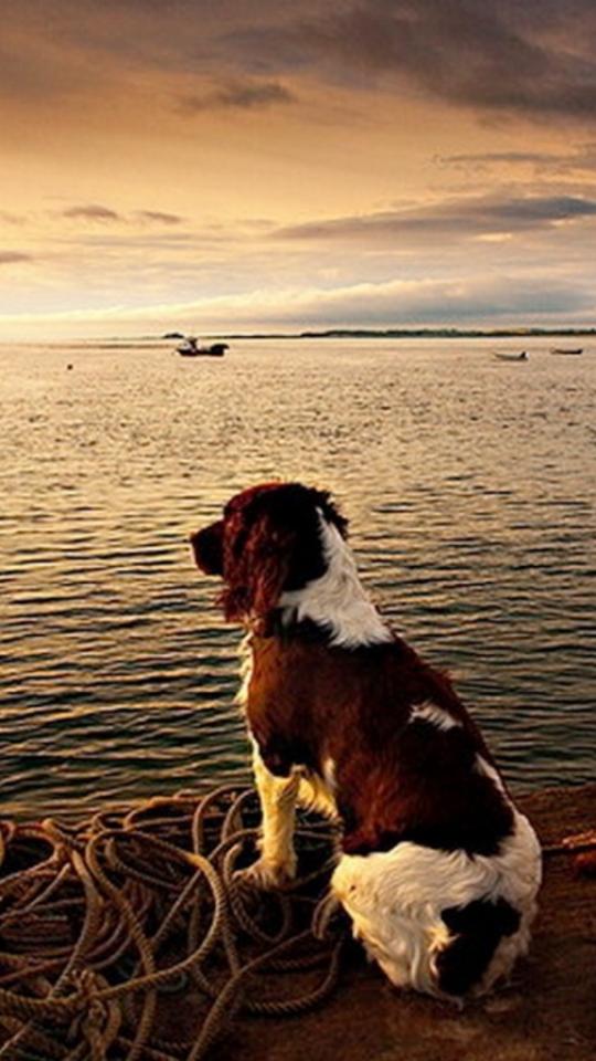 Baixar papel de parede para celular de Animais, Cães, Cão, Oceano gratuito.