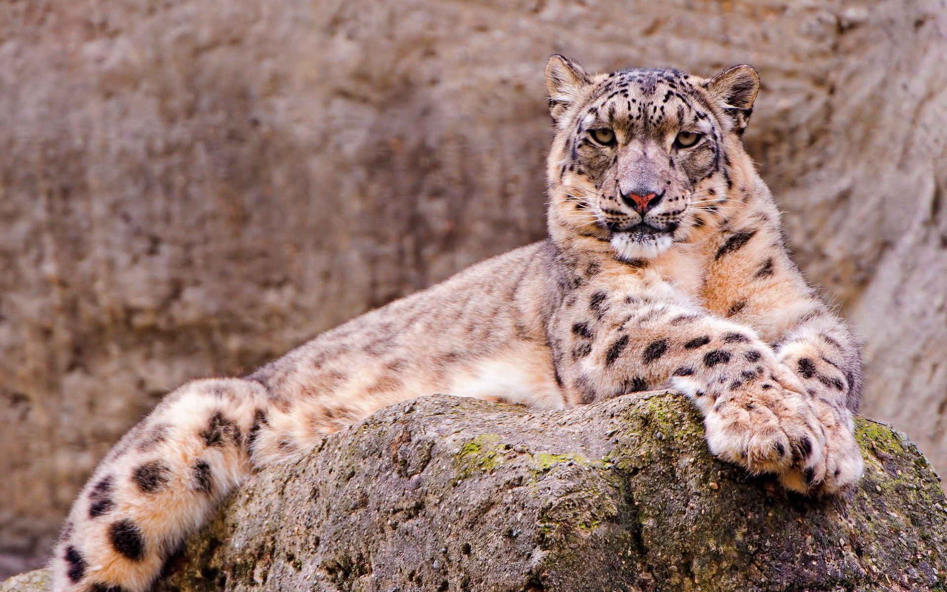 147086 télécharger l'image animaux, snow leopard, asseoir, s’asseoir, pierre, un rocher, attente - fonds d'écran et économiseurs d'écran gratuits