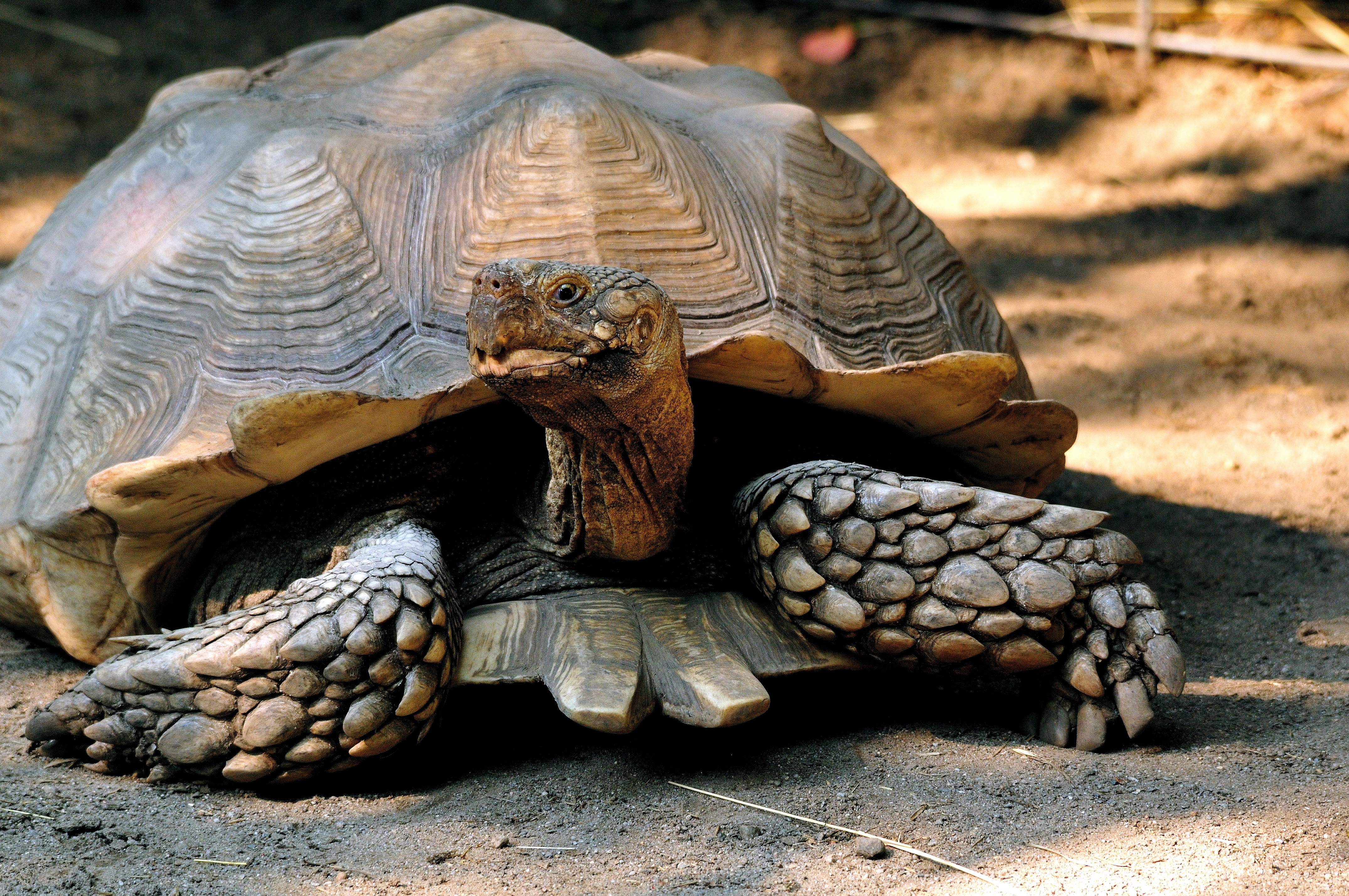 animal, tortoise, turtles wallpapers for tablet