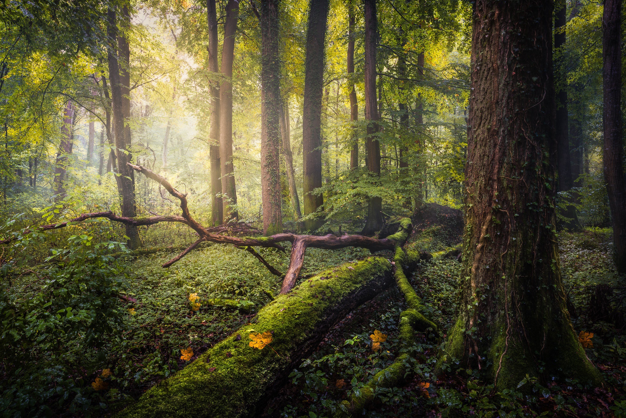 Free download wallpaper Nature, Forest, Tree, Earth, Moss, Log on your PC desktop