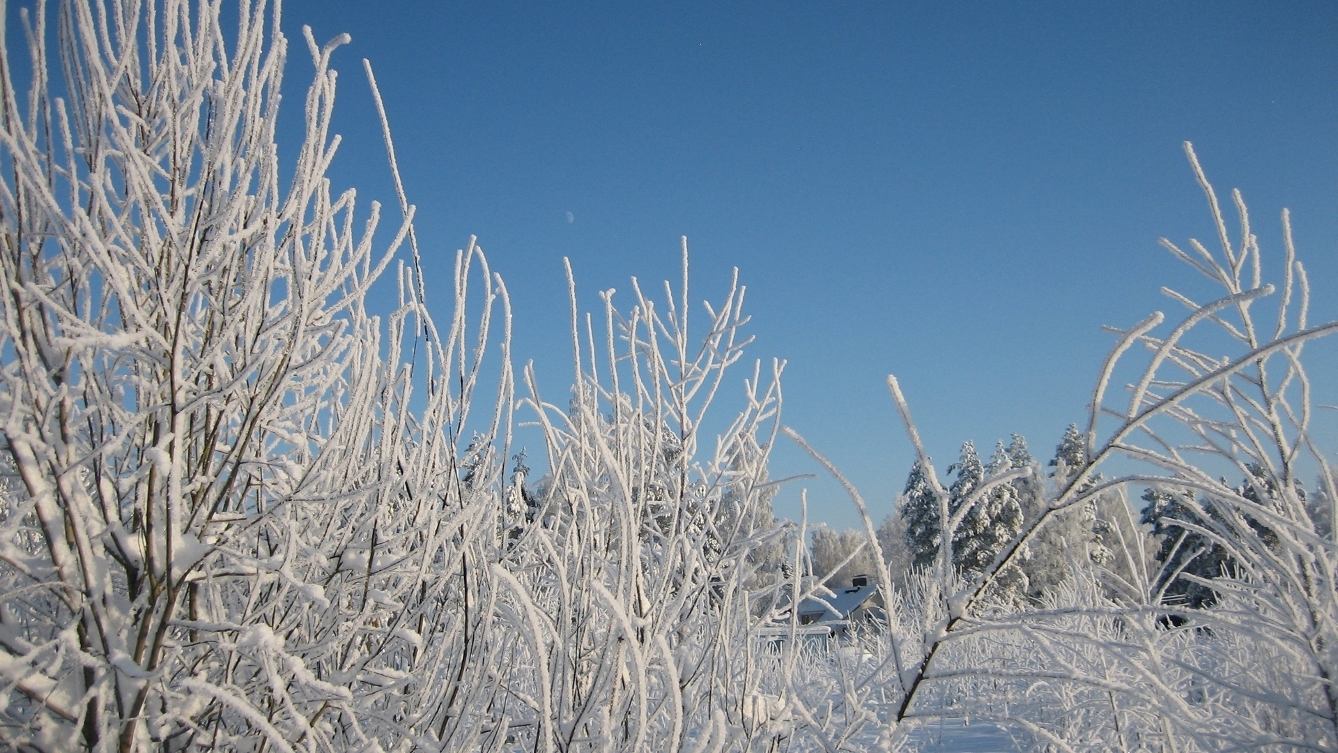 Descarga gratis la imagen Invierno, Nieve, Rama, Fotografía en el escritorio de tu PC