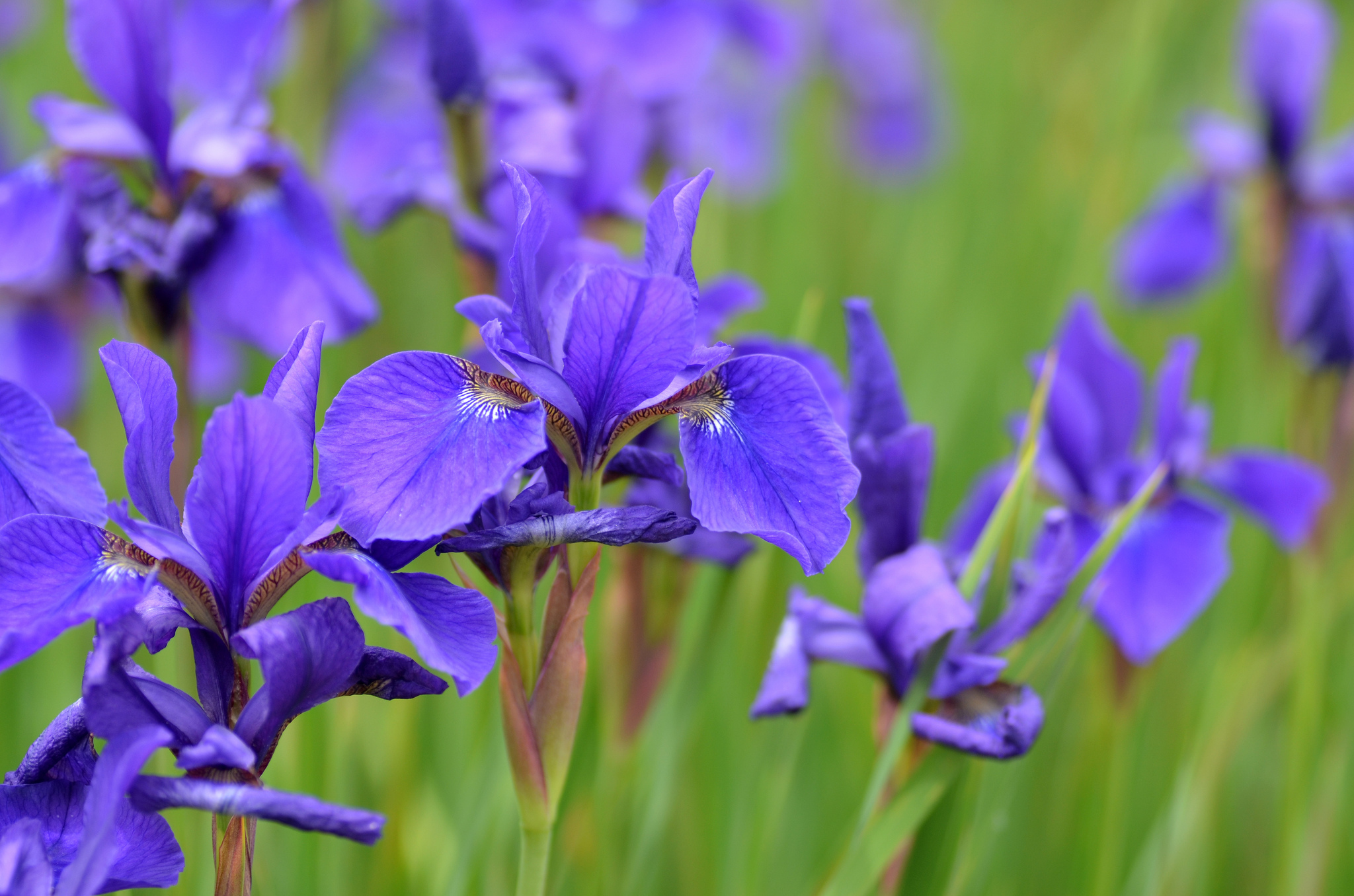Download mobile wallpaper Nature, Flowers, Iris, Flower, Blur, Earth, Purple Flower for free.