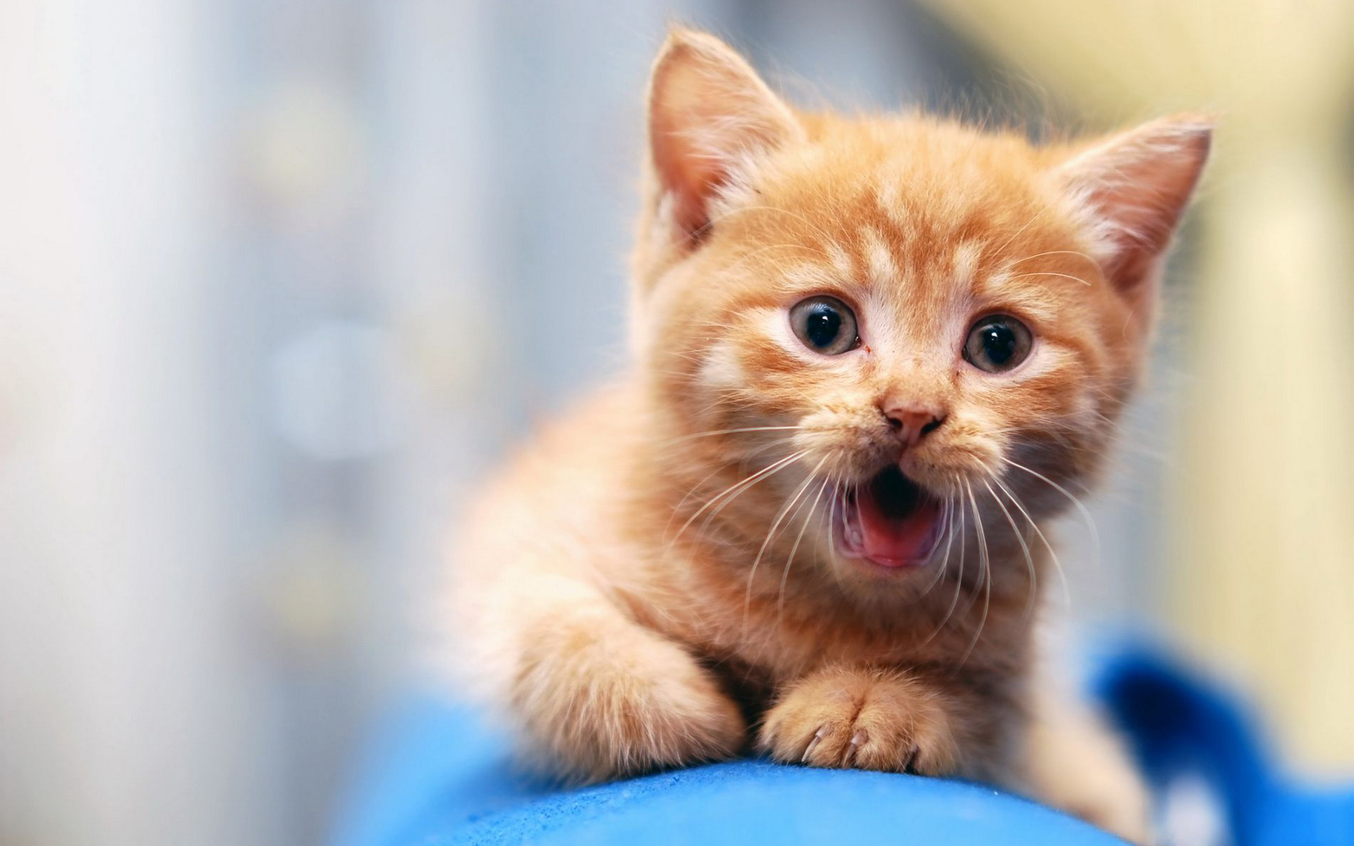 Téléchargez des papiers peints mobile Animaux, Chat gratuitement.