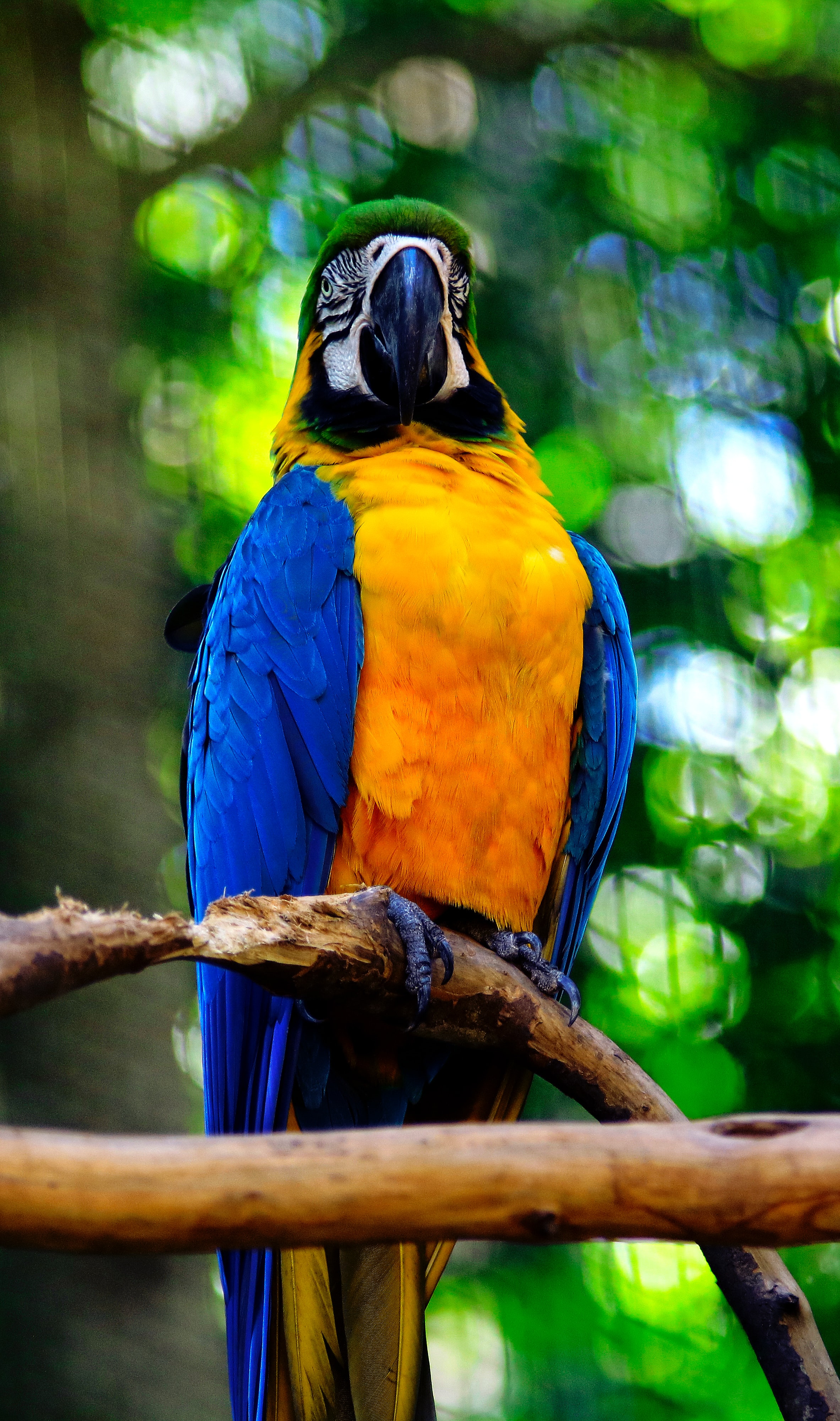 parrots, animals, bird, branch, macaw