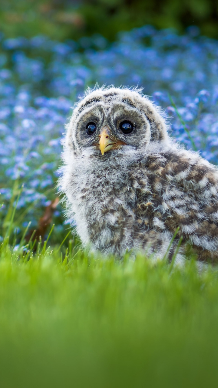 Download mobile wallpaper Birds, Owl, Bird, Animal, Barred Owl, Blue Flower for free.