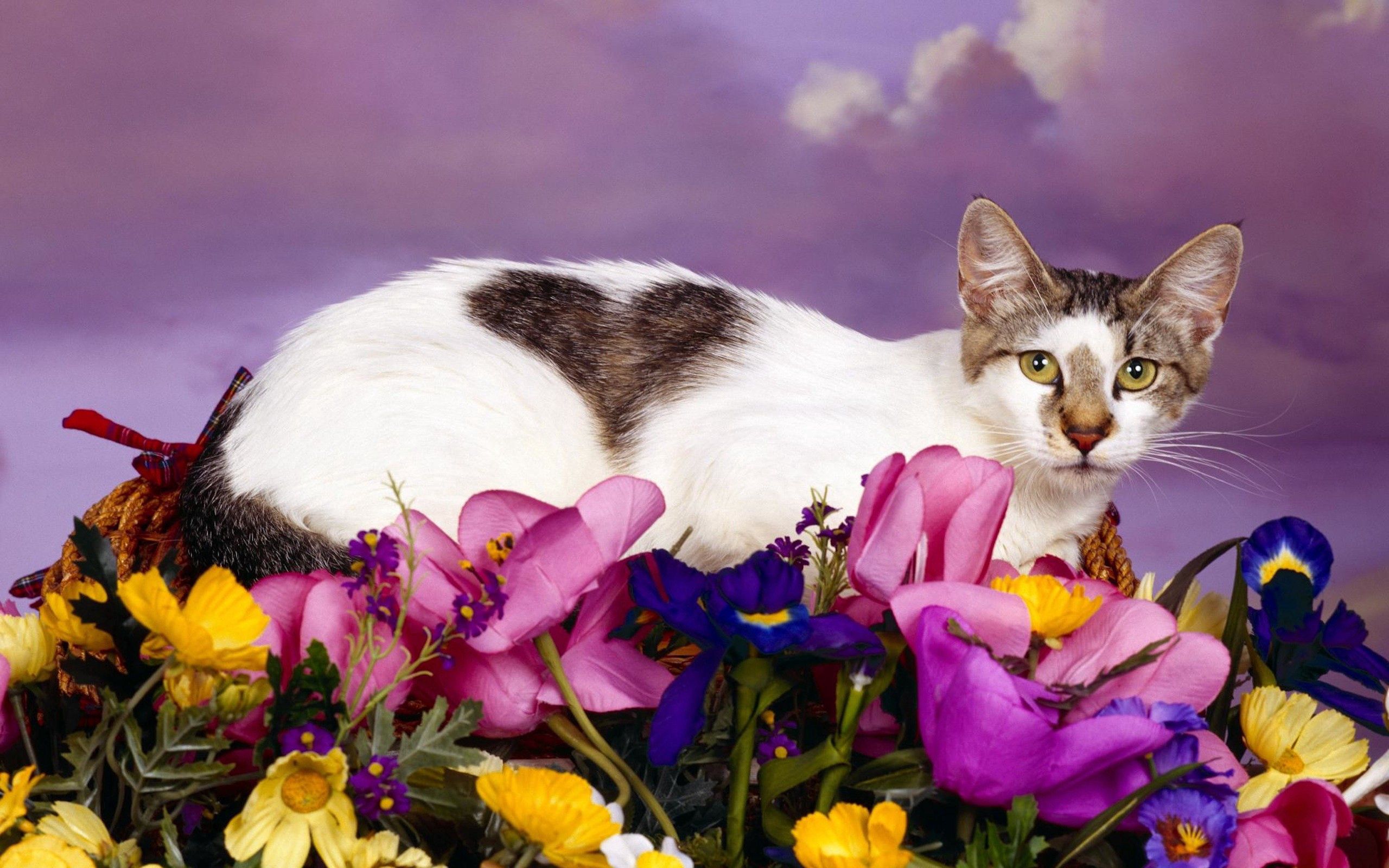 Download mobile wallpaper To Lie Down, Spotty, Spotted, Animals, Cat, Lie, Flowers for free.