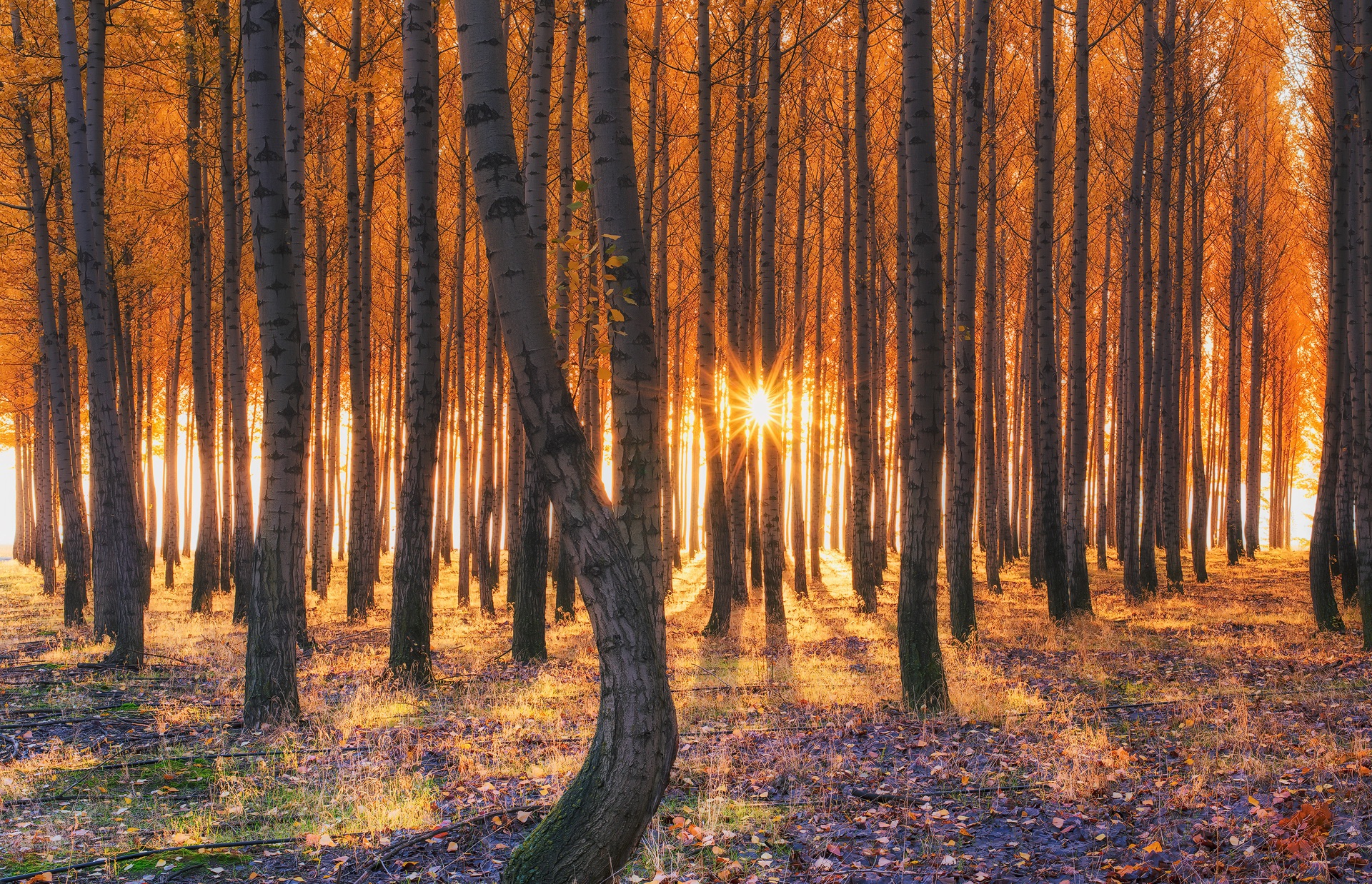 PCデスクトップに自然, 木, 秋, 森, 地球, サンビーム画像を無料でダウンロード