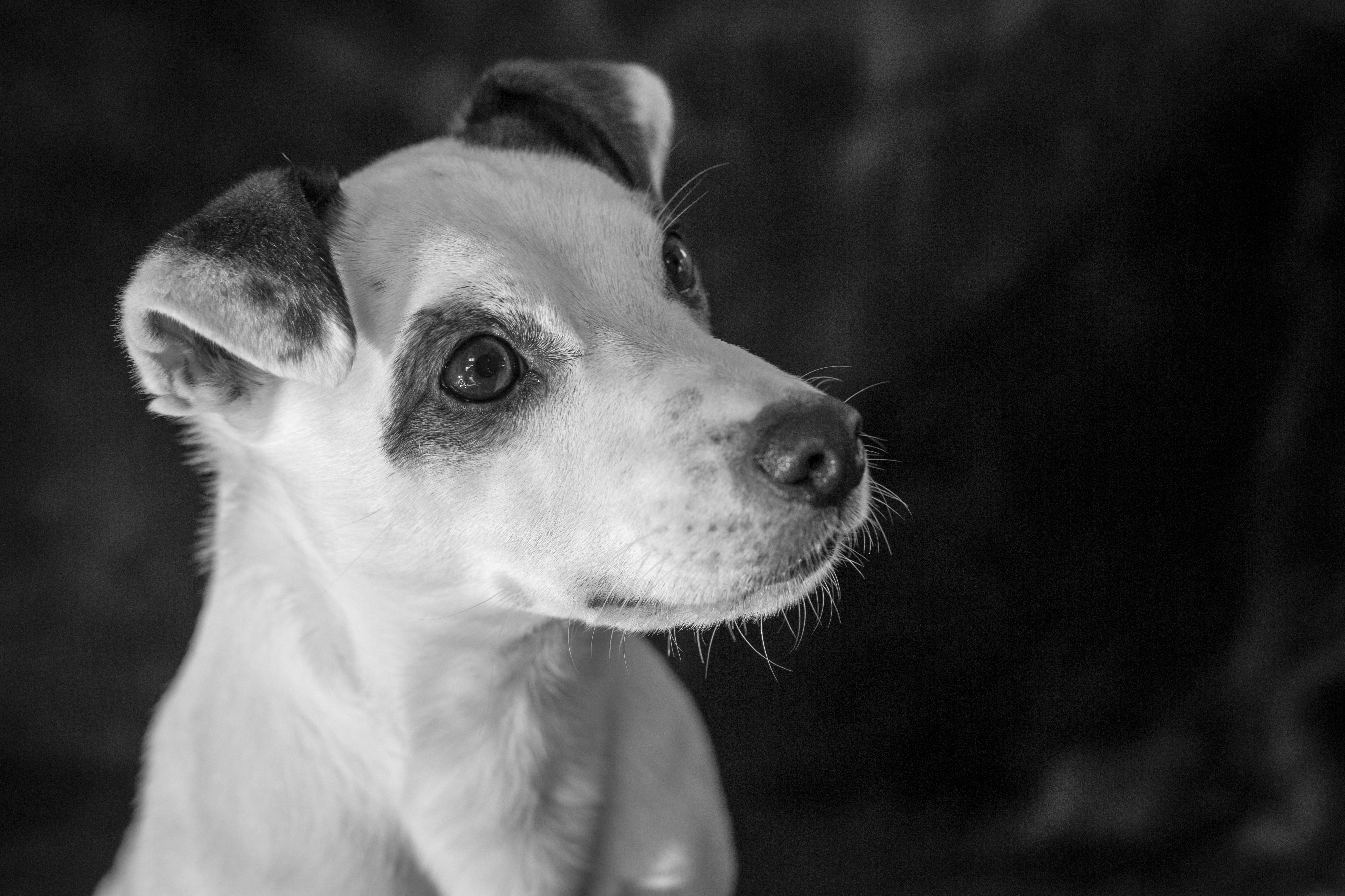 animal, jack russell terrier, black & white, dog, dogs