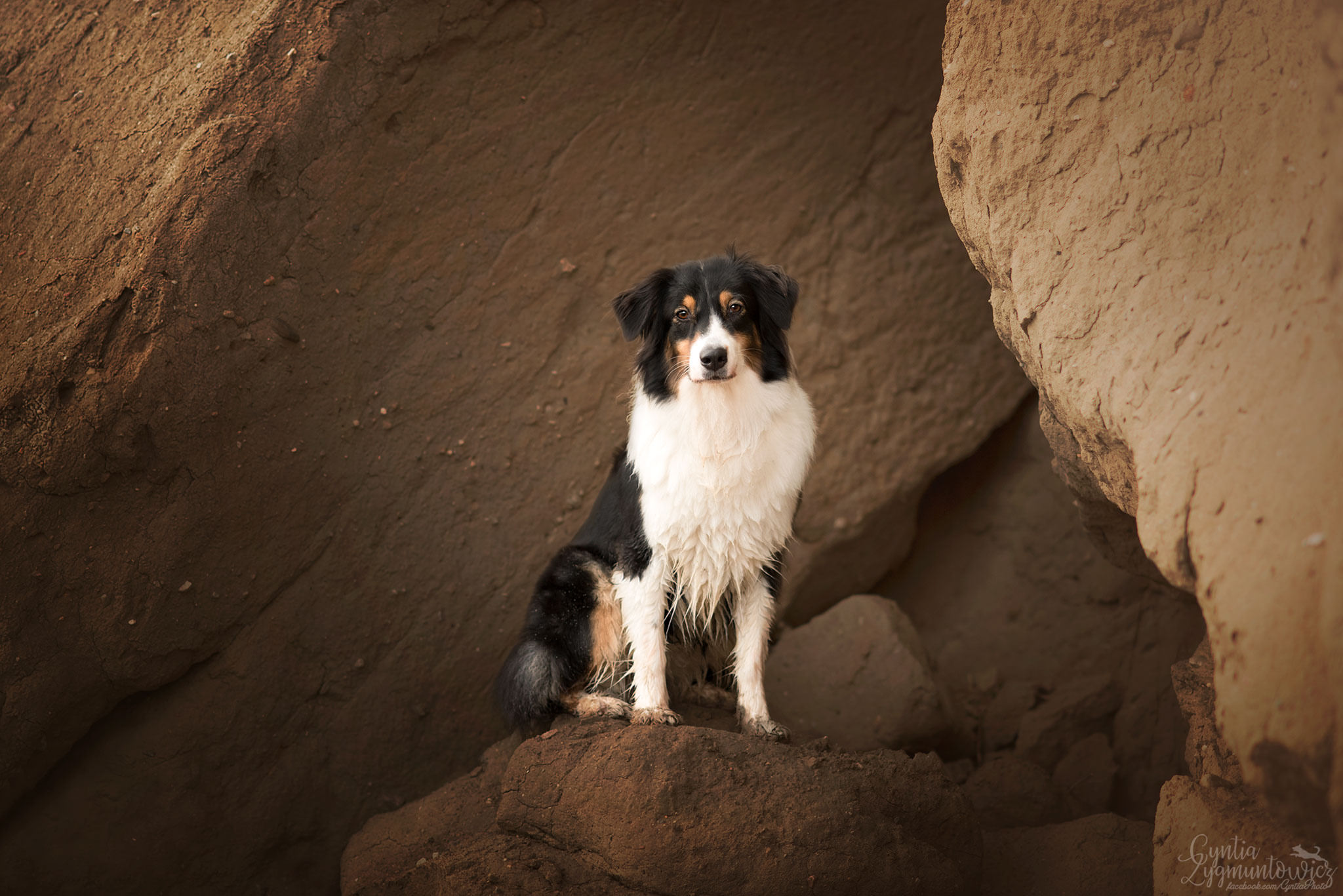 Handy-Wallpaper Tiere, Hunde, Australischer Hirte kostenlos herunterladen.