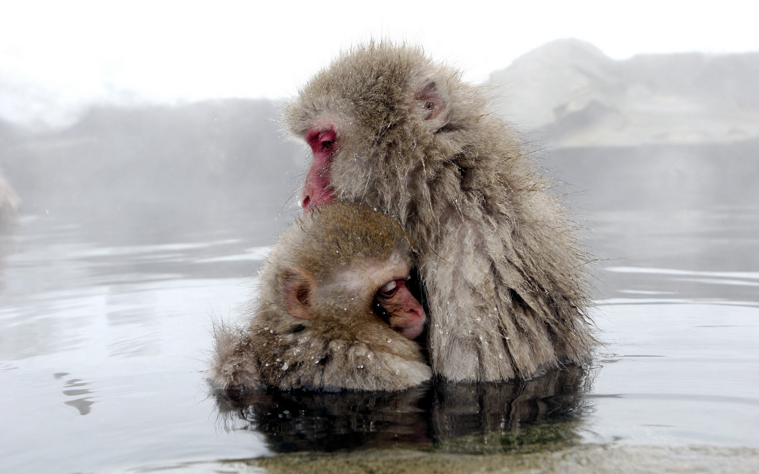 253497 télécharger l'image animaux, macaque japonais, singes - fonds d'écran et économiseurs d'écran gratuits