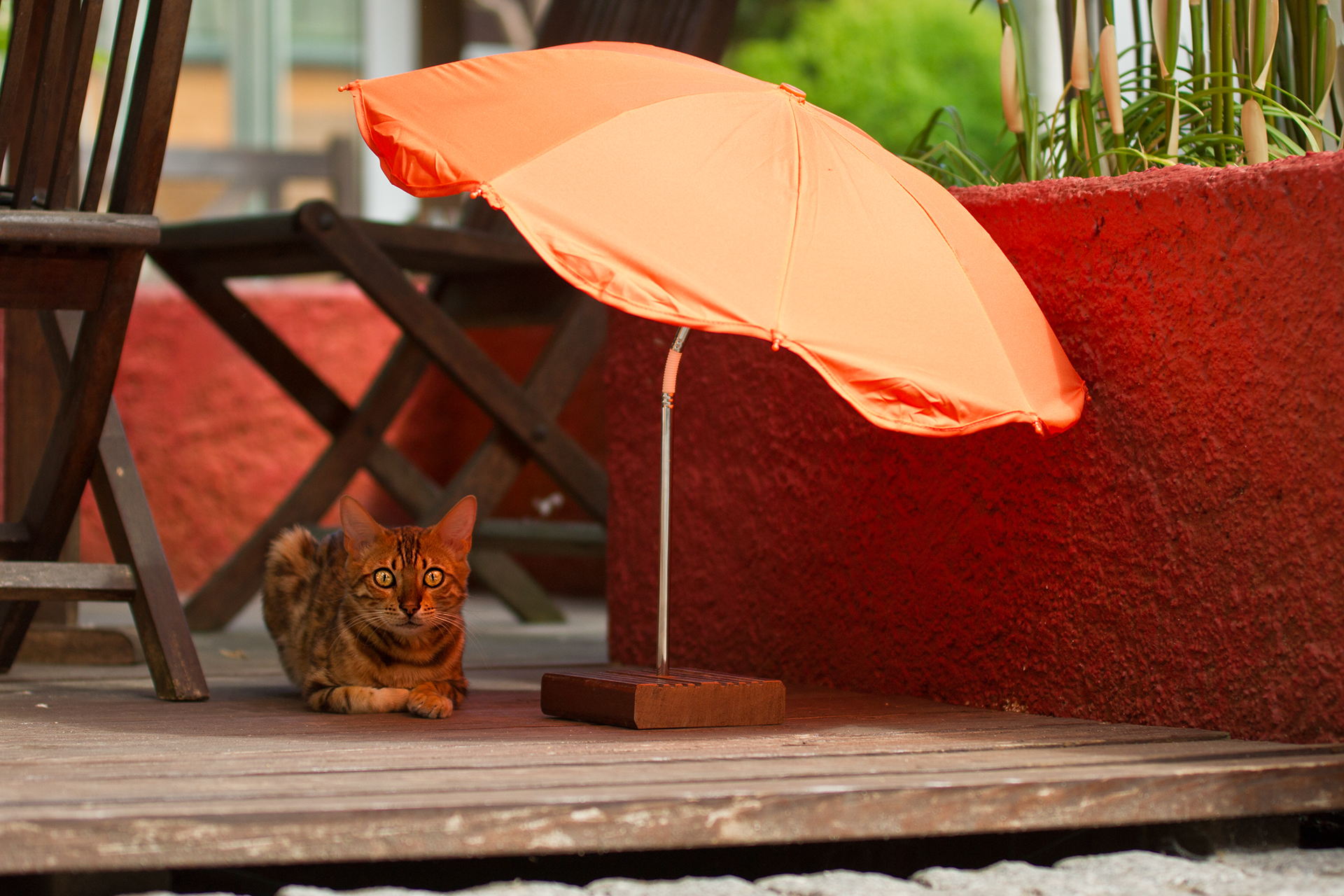 Descarga gratuita de fondo de pantalla para móvil de Gato, Gatos, Animales.