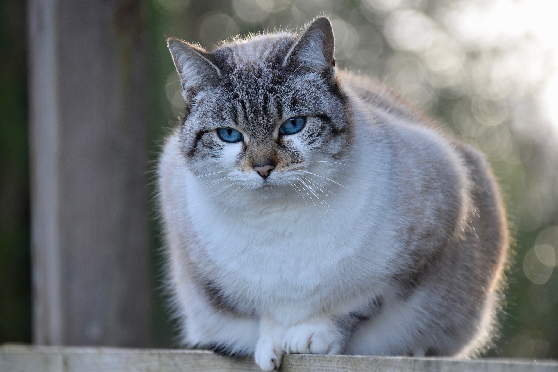 Laden Sie das Tiere, Katzen, Katze, Bokeh-Bild kostenlos auf Ihren PC-Desktop herunter