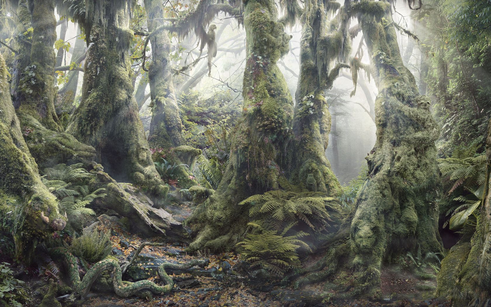 forest, roots, trees, nature, shine, light, fern, vegetation, moss, thickets, thicket, dense Full HD
