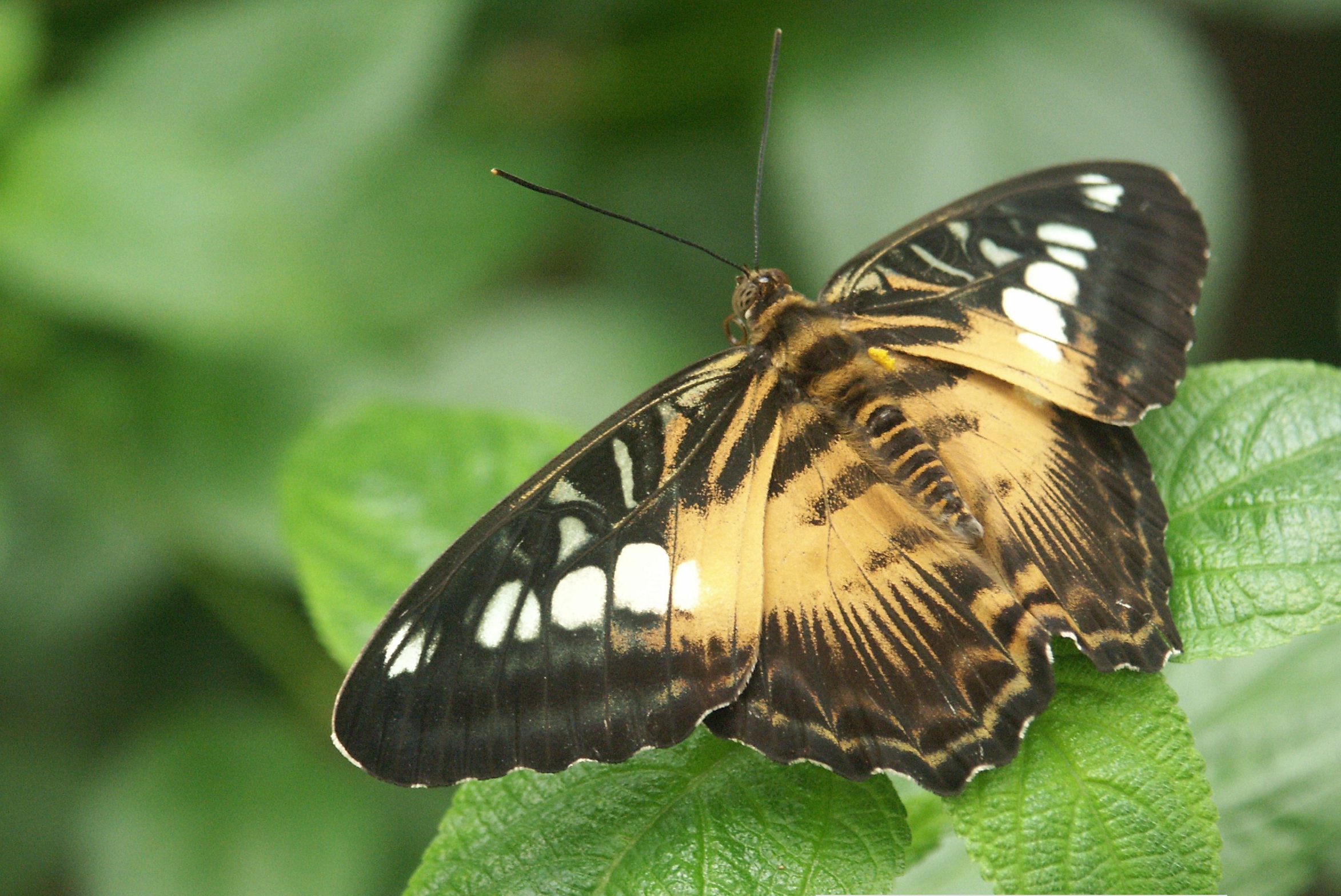 Free download wallpaper Butterfly, Animal on your PC desktop