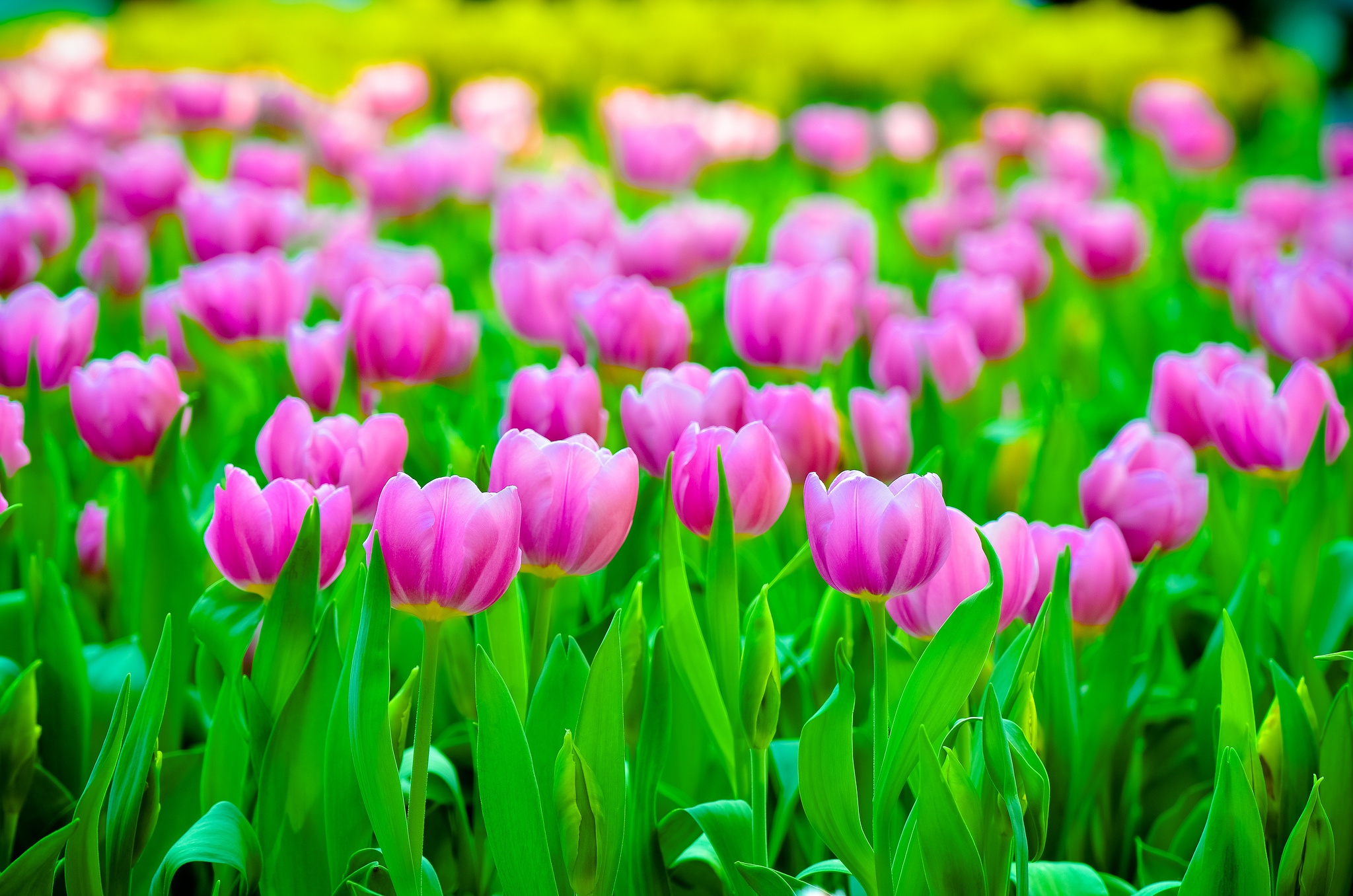 Free download wallpaper Nature, Flowers, Summer, Flower, Earth, Tulip, Pink Flower on your PC desktop