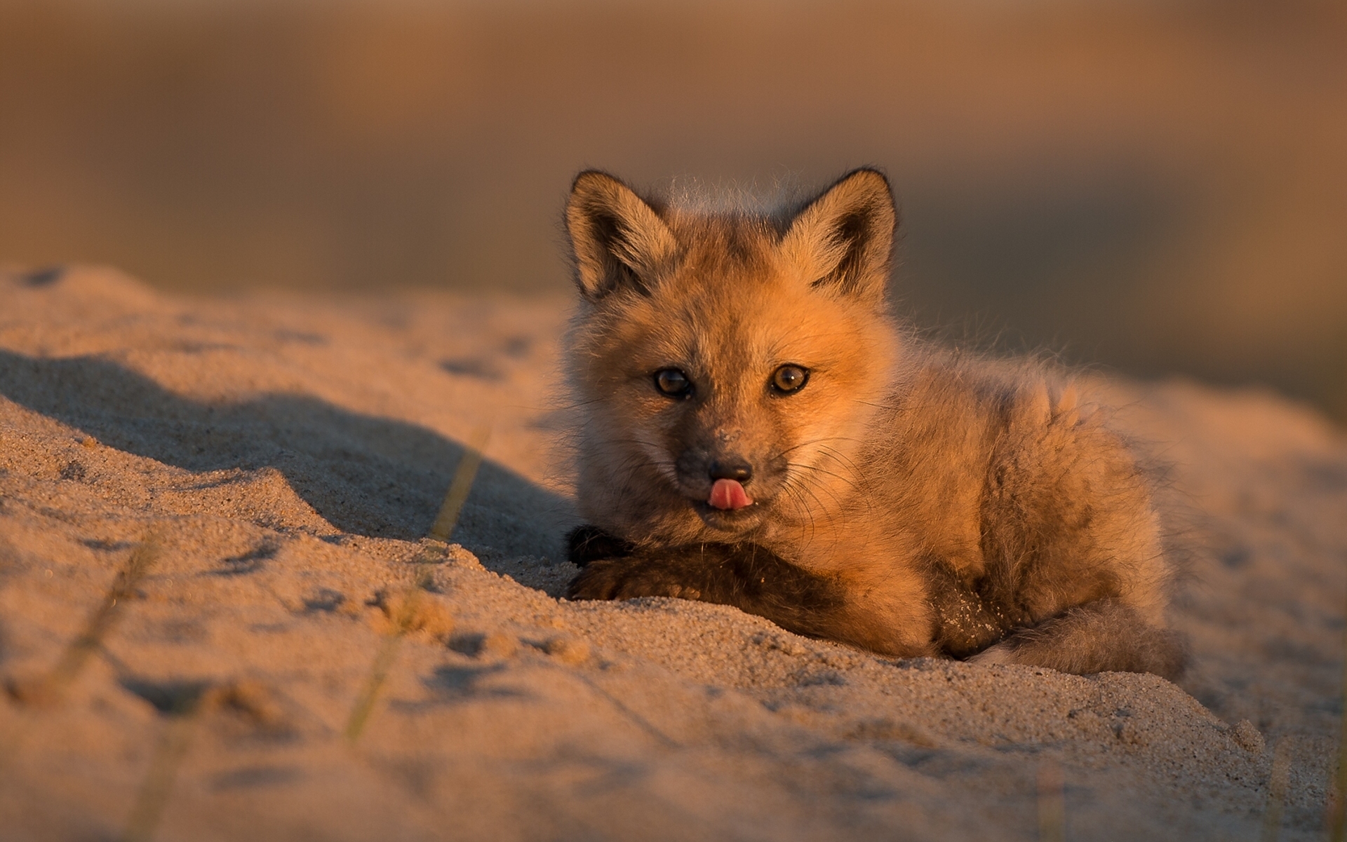 Free download wallpaper Sand, Fox, Animal, Baby Animal on your PC desktop