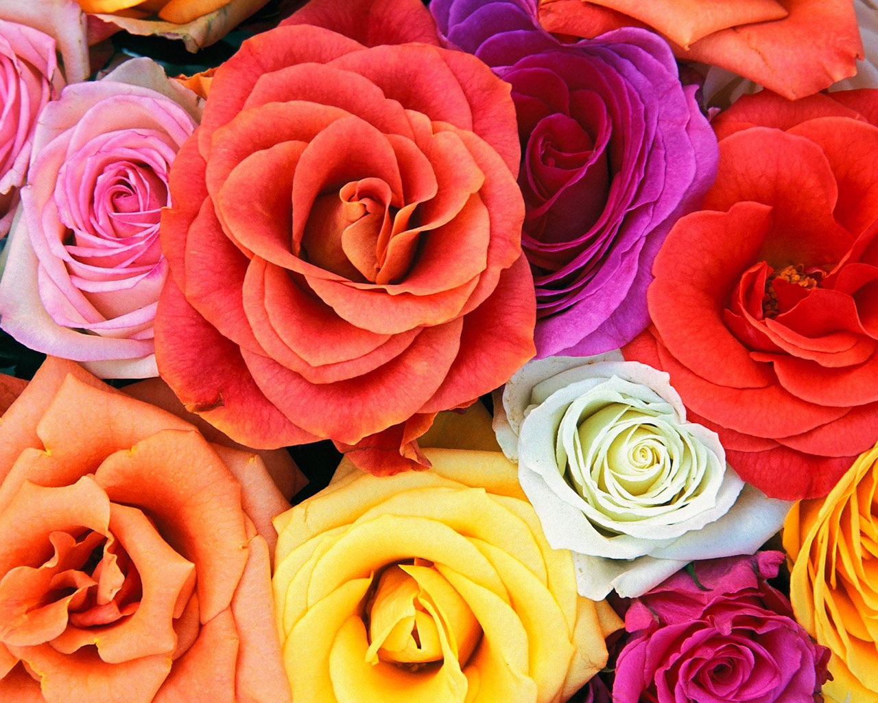 Free download wallpaper Flower, Rose, Earth on your PC desktop