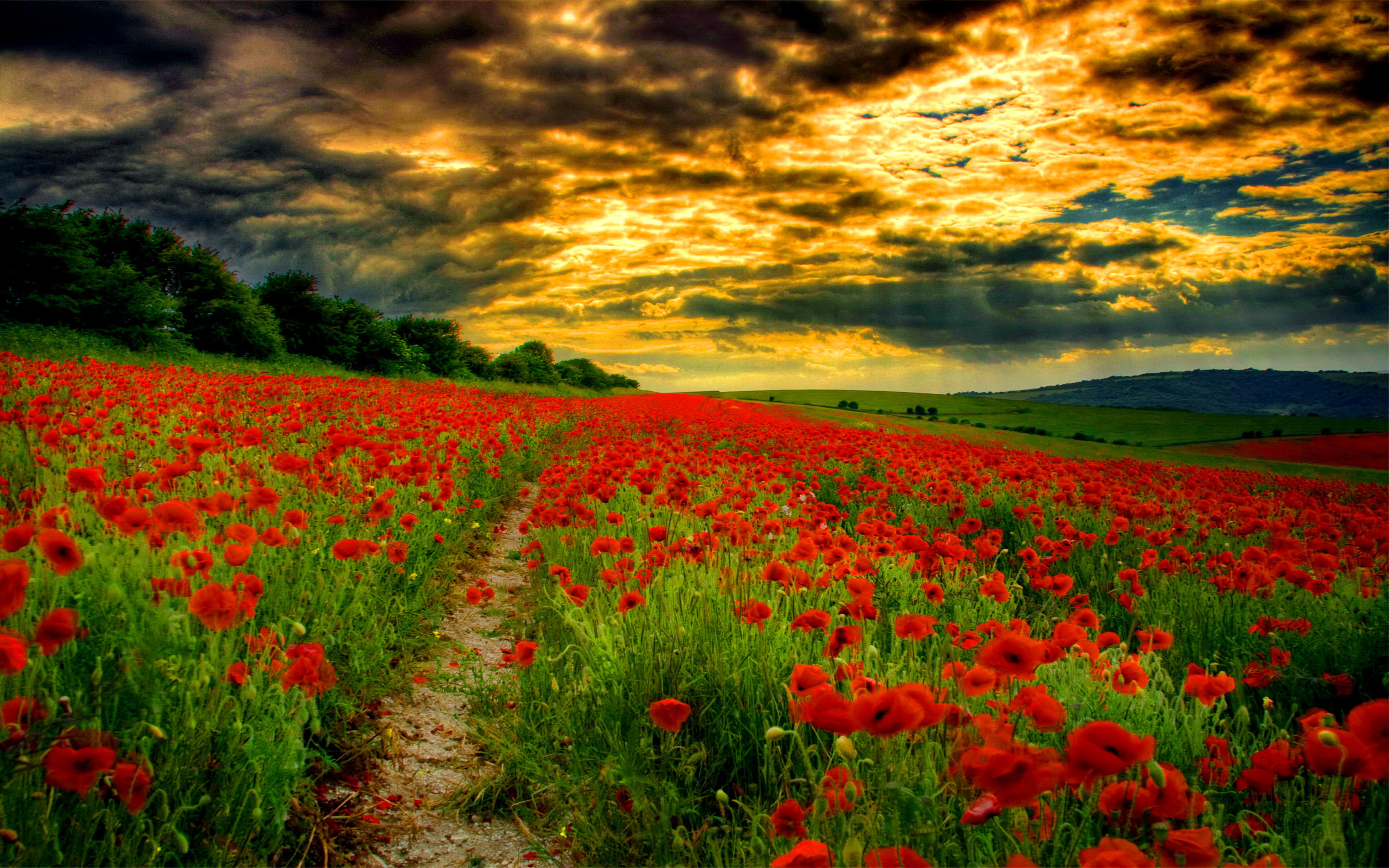 Laden Sie das Landschaft, Blumen, Mohn, Blume, Feld, Wolke, Sonnenuntergang, Rote Blume, Erde/natur-Bild kostenlos auf Ihren PC-Desktop herunter