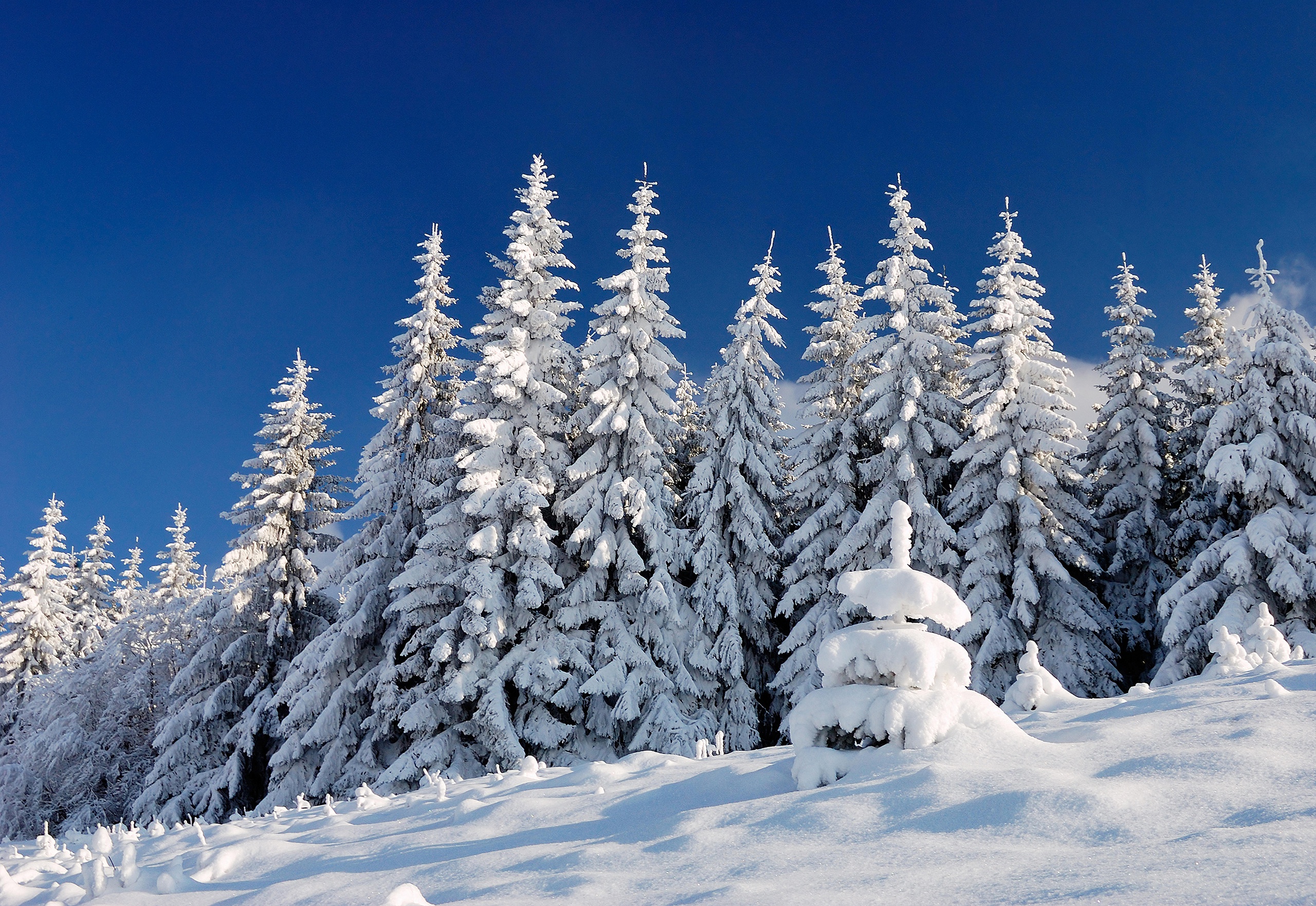 Скачать обои бесплатно Зима, Небо, Снег, Лес, Ель, Земля/природа картинка на рабочий стол ПК