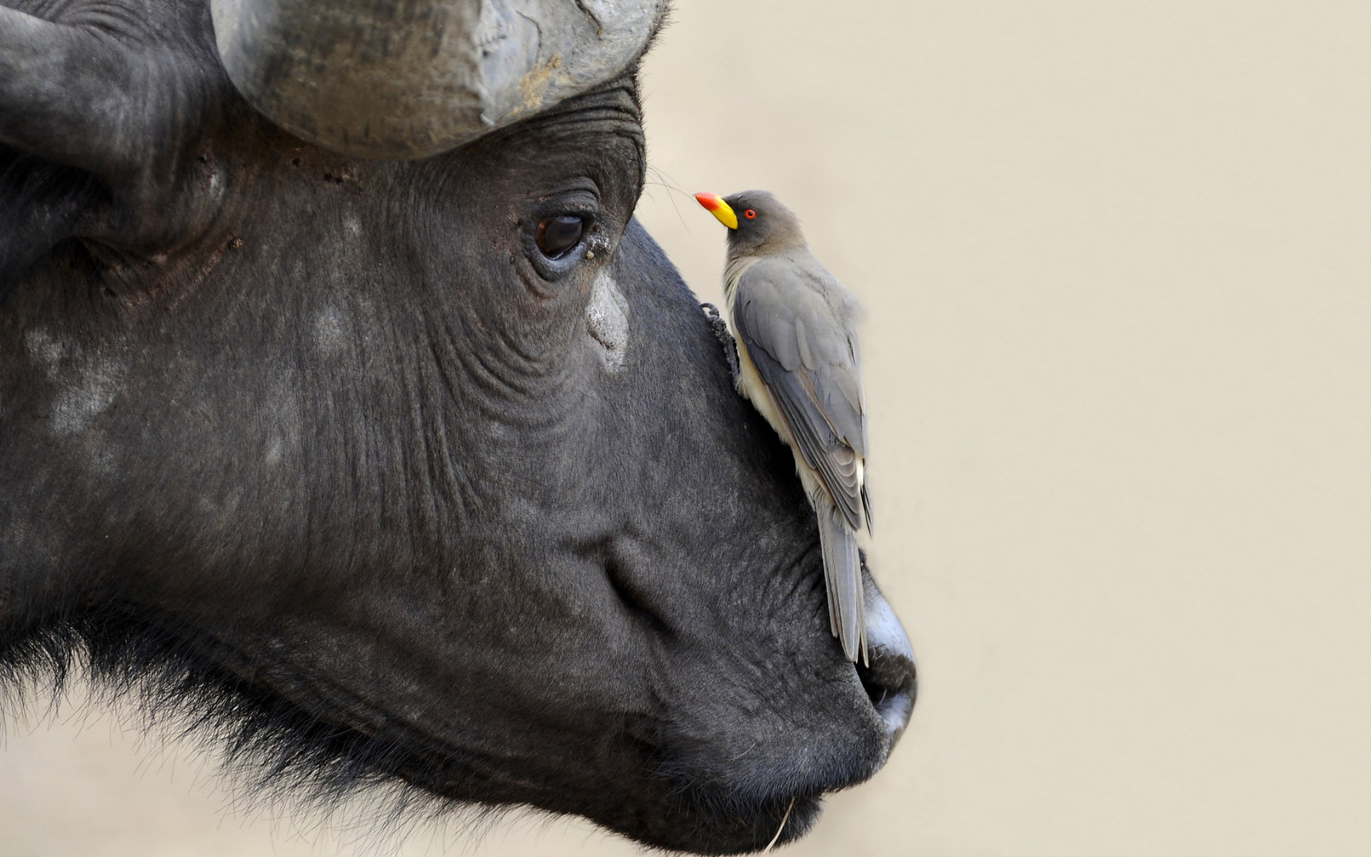 559558 Bild herunterladen tiere, afrikanischer büffel - Hintergrundbilder und Bildschirmschoner kostenlos