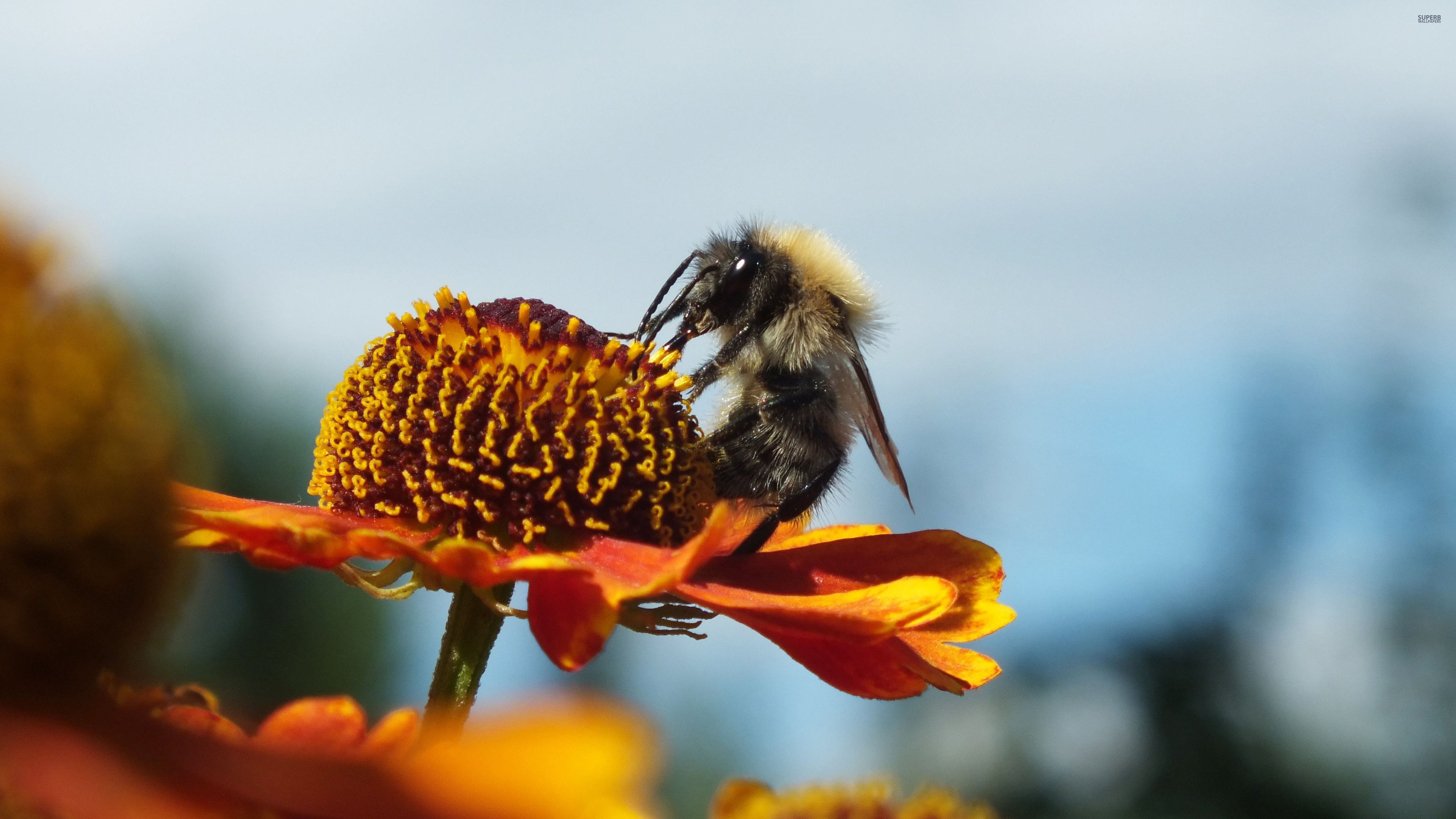 Скачать обои бесплатно Животные, Насекомые, Цветок, Пчела картинка на рабочий стол ПК