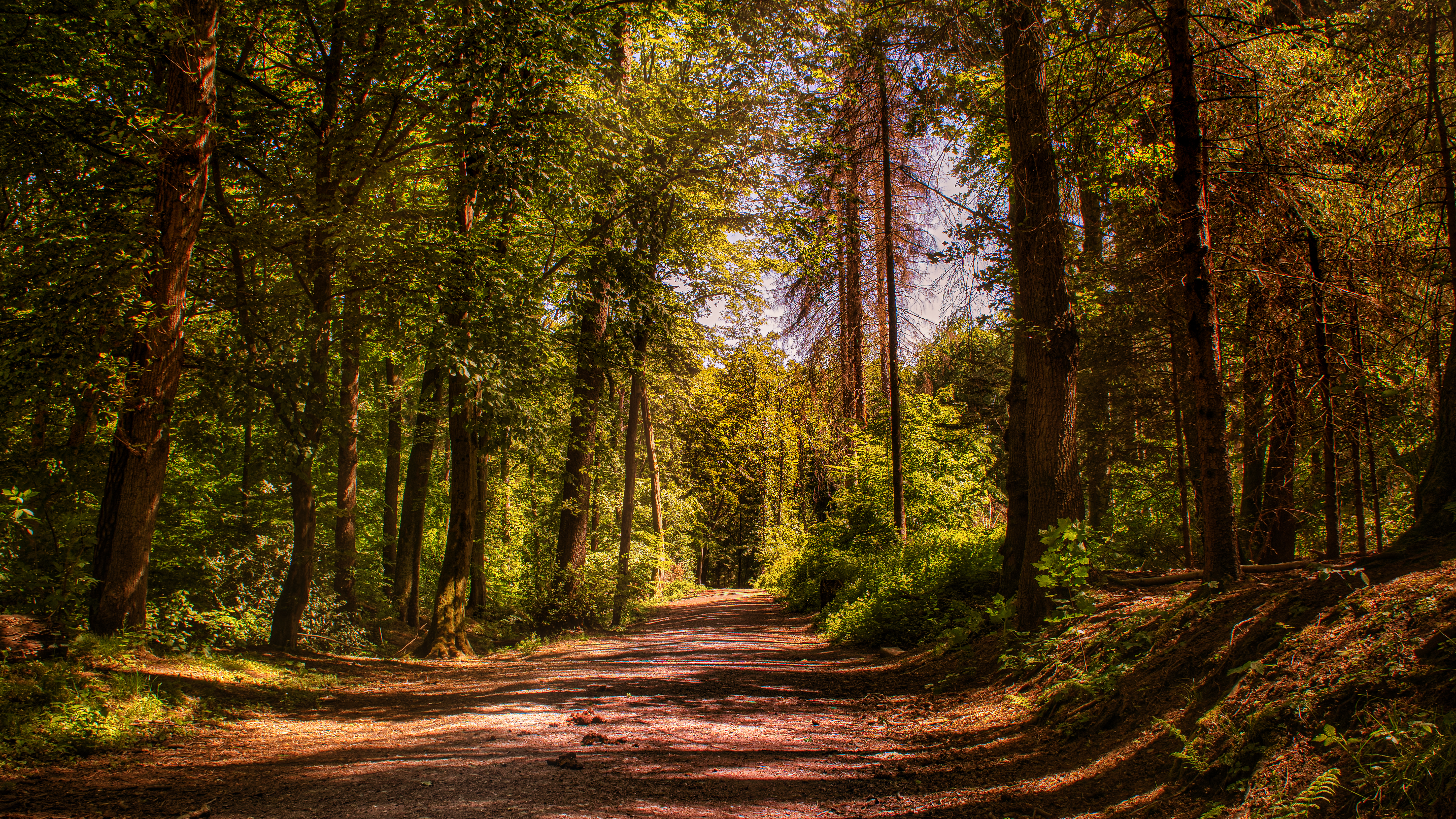 Full HD Wallpaper alley, nature, trees, road, forest