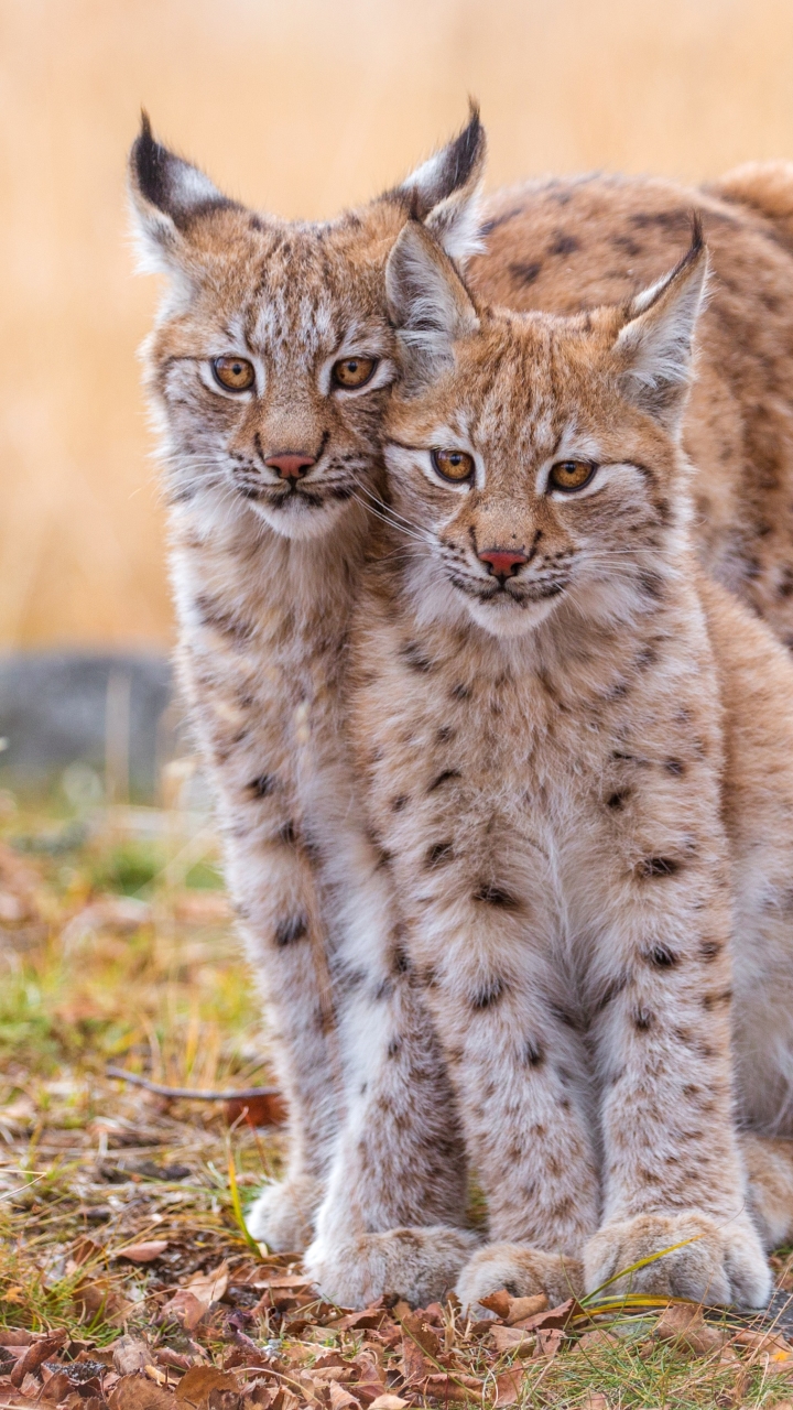 Téléchargez des papiers peints mobile Animaux, Chats, Lynx, Lionceau, Bébé Animal gratuitement.