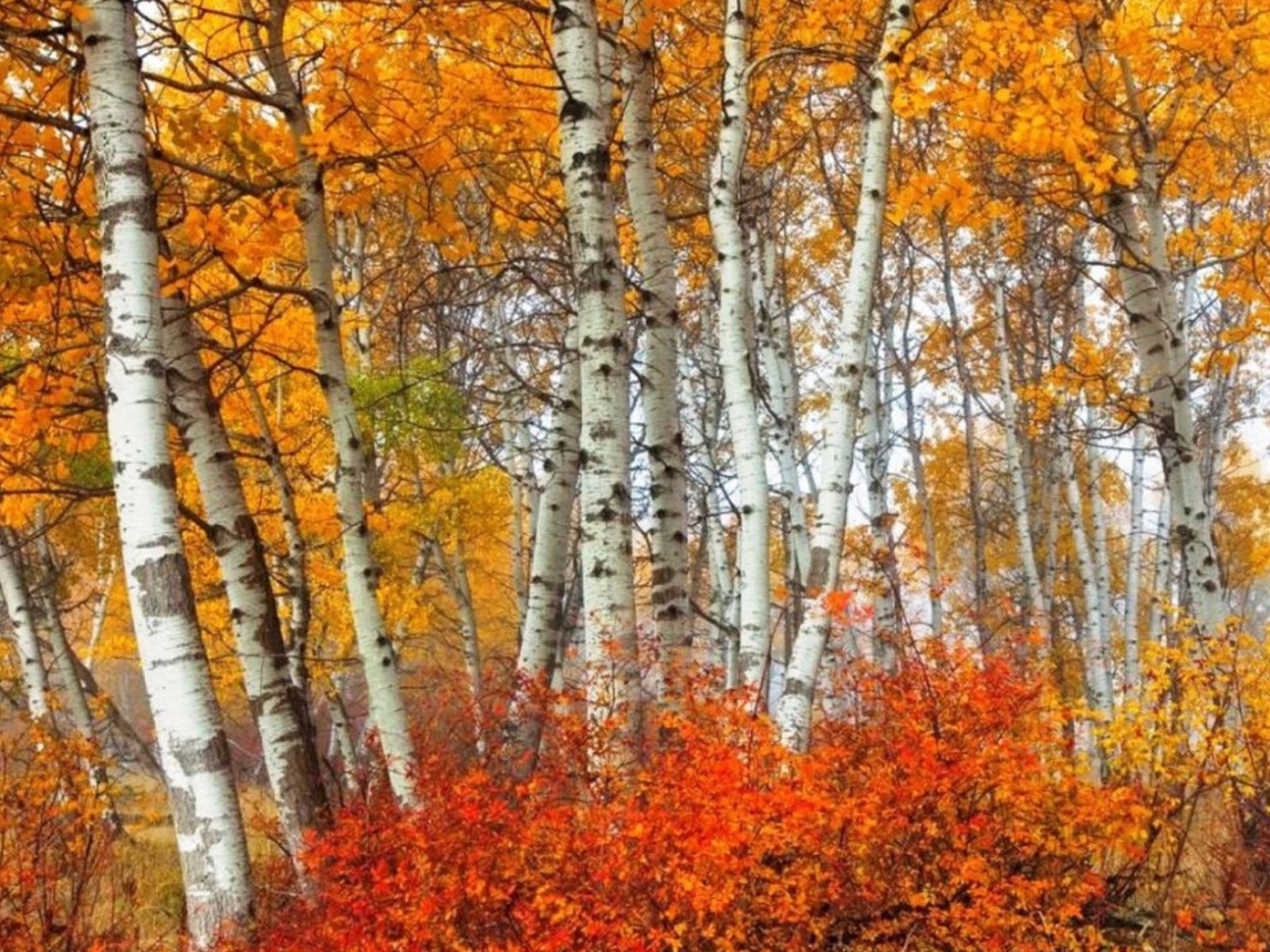 landscape, trees, autumn, birches