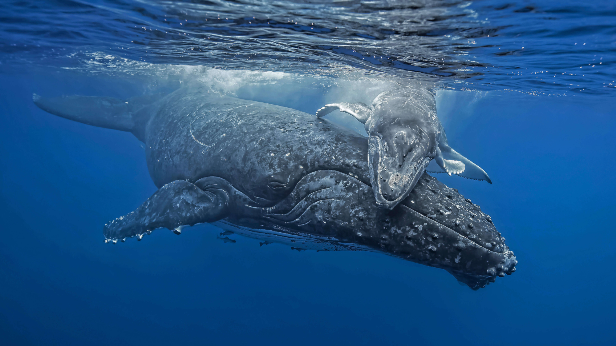 990601 скачать картинку животные, горбатый кит - обои и заставки бесплатно