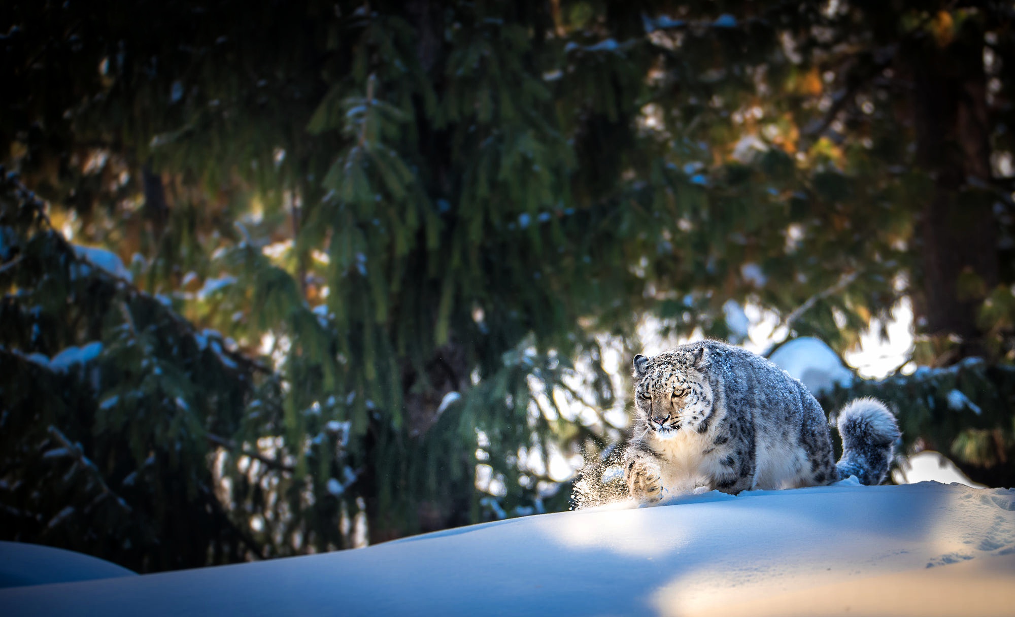 Скачати мобільні шпалери Сніг, Тварина, Коти, Сніговий Леопард безкоштовно.