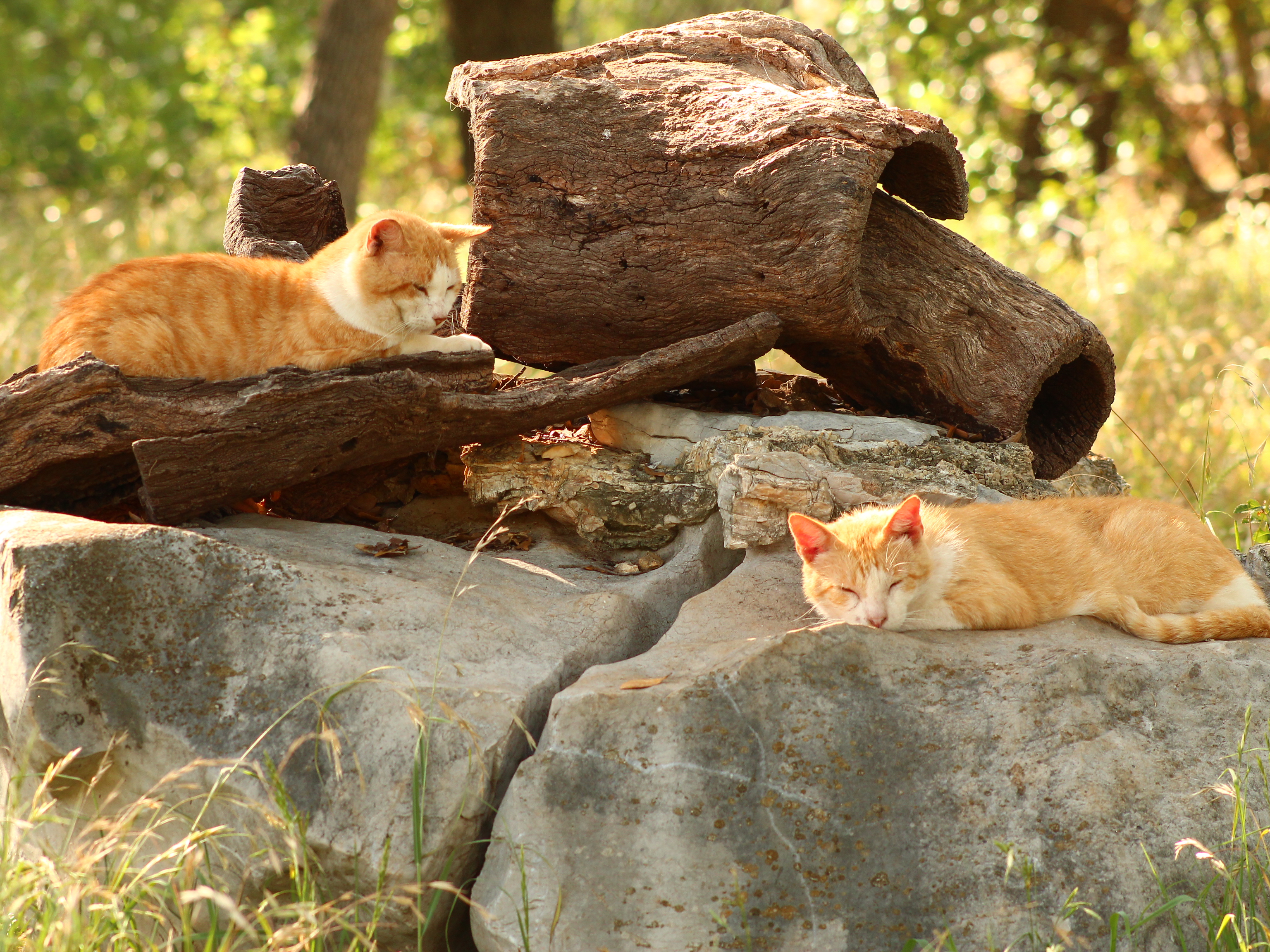 Baixe gratuitamente a imagem Animais, Gatos, Gato, Fotografia na área de trabalho do seu PC