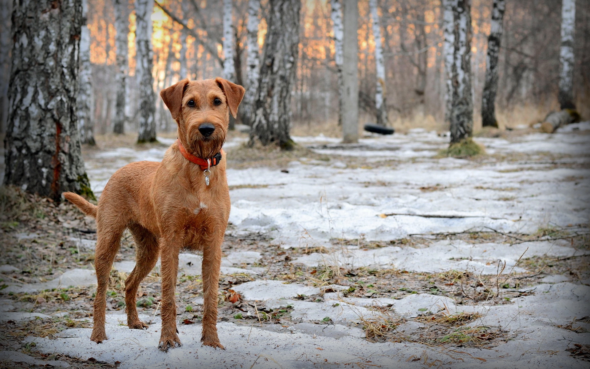 Descarga gratis la imagen Animales, Perro en el escritorio de tu PC